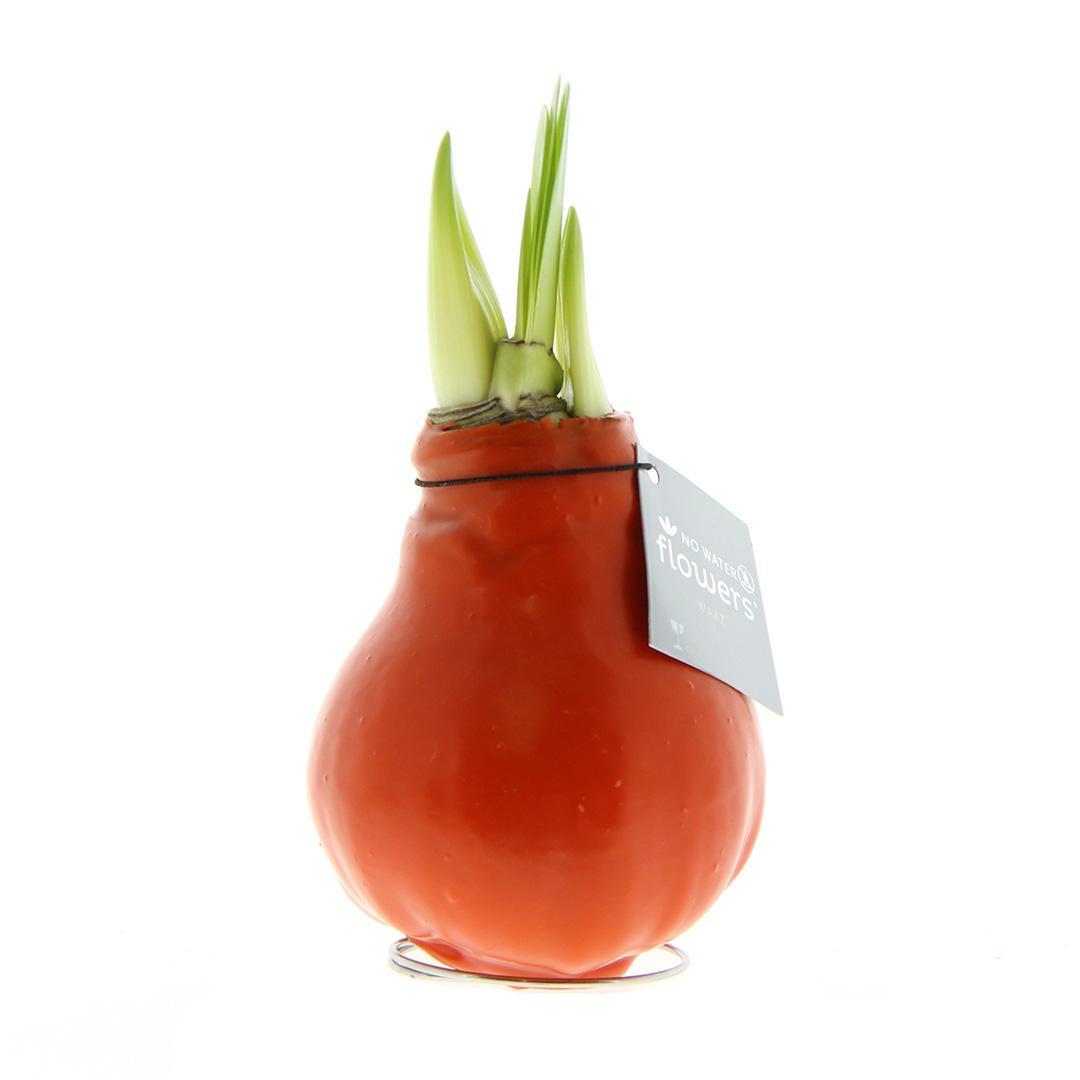 No Water Flowers® (wax amaryllis) | Waxz® Colours - Orange + Red flower