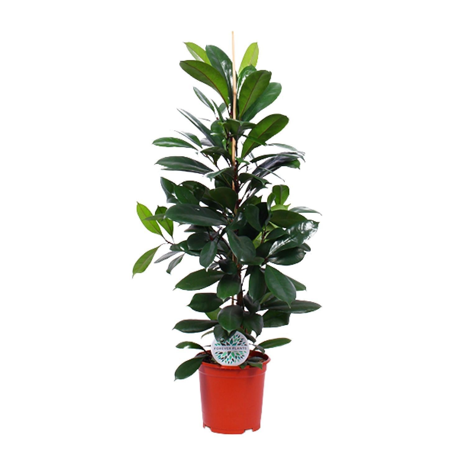 Gummibaum Ficus Cyathistipula - Ø21cm - ↕105cm