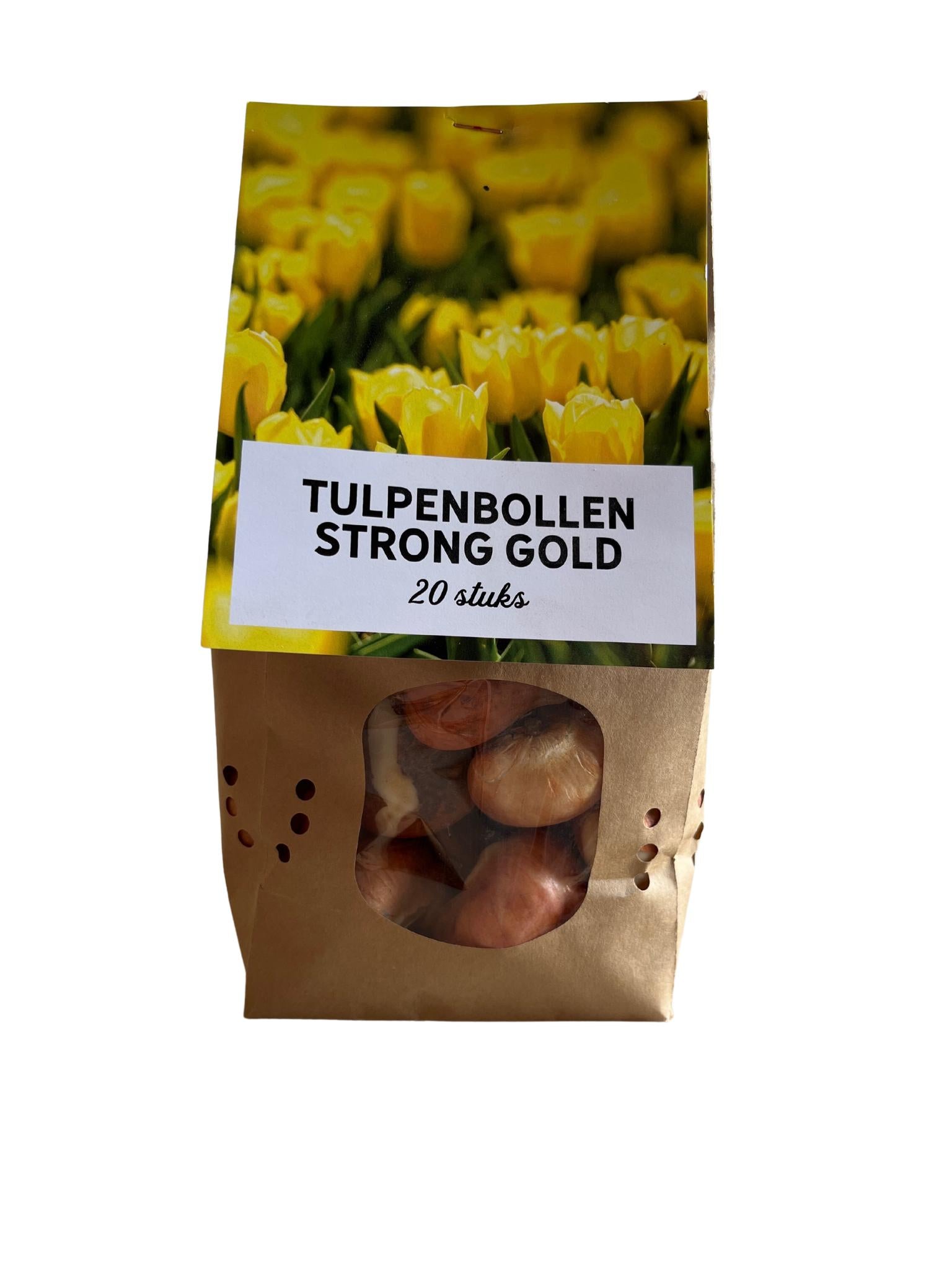 Tulpe Strong gold - Tulpenzwiebeln 20 Stück