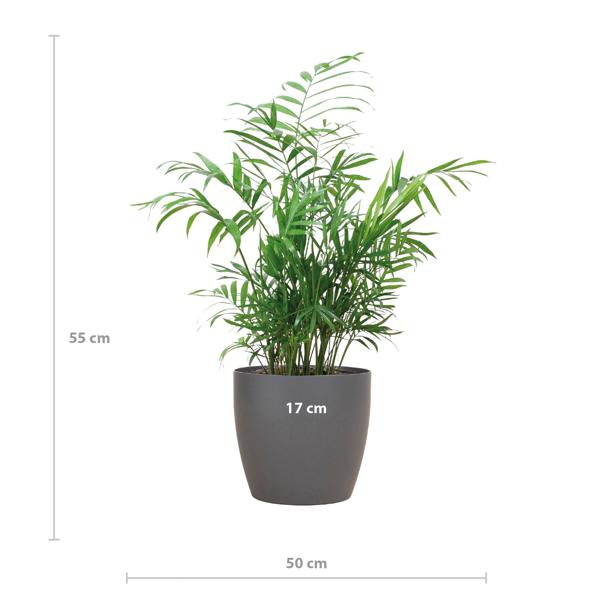 Mexikanische Bergpalme - Chamadorea Elegans mit Viber Topf Grau - 55cm - Ø17