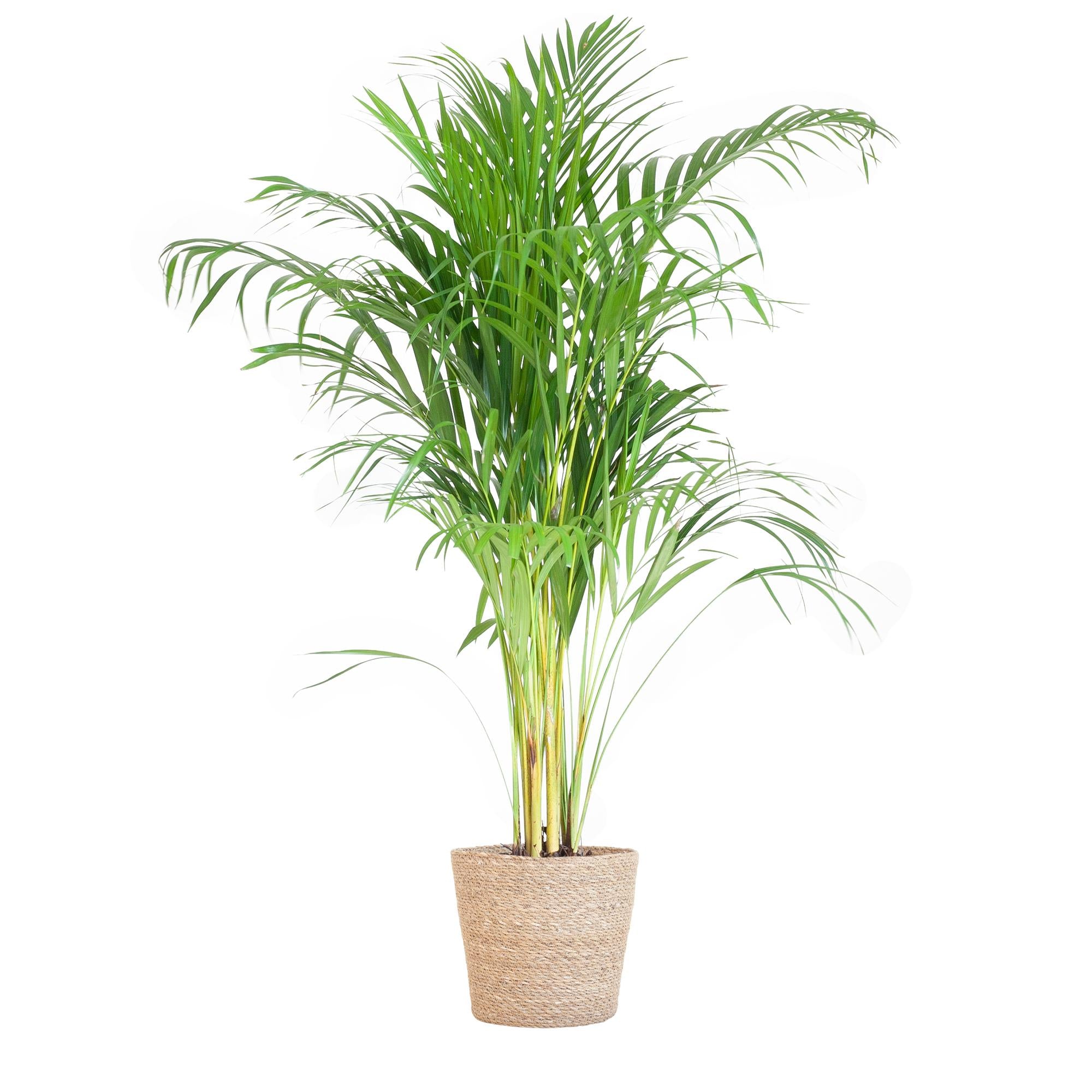 Arecapalme - Dypsis mit Korb Sofia Natur - 100cm - Ø21