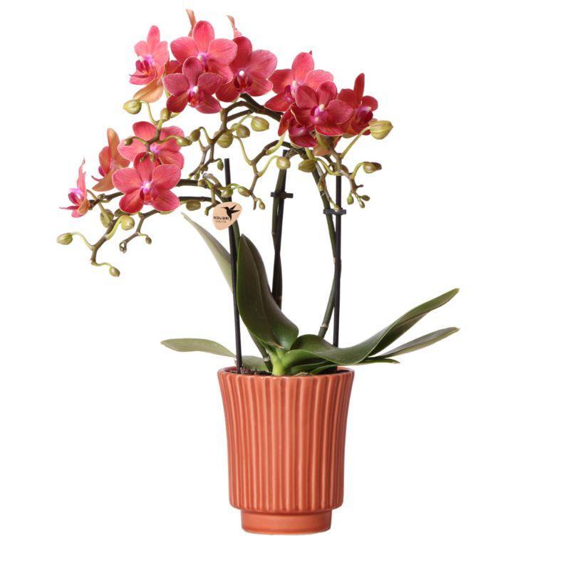 Orchidee Rote Phalaenopsis orchidee – Congo + Retro sierpot terracotta– potmaat Ø9cm – 40cm hoog | bloeiende kamerplant in bloempot - vers van de kweker