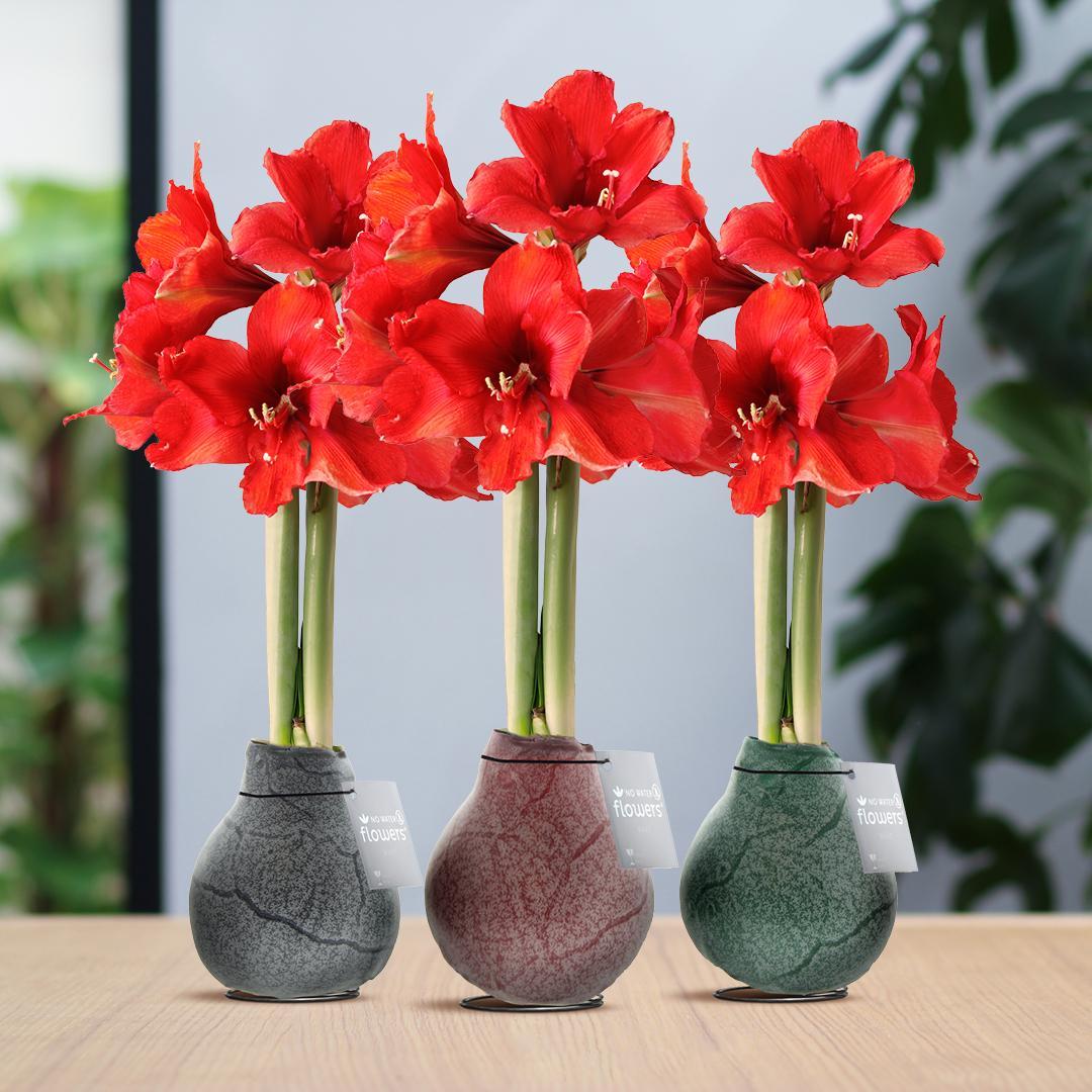 No Water Flowers® (wax amaryllis) | Waxz® Marble Mix (3 pack) + Red flower