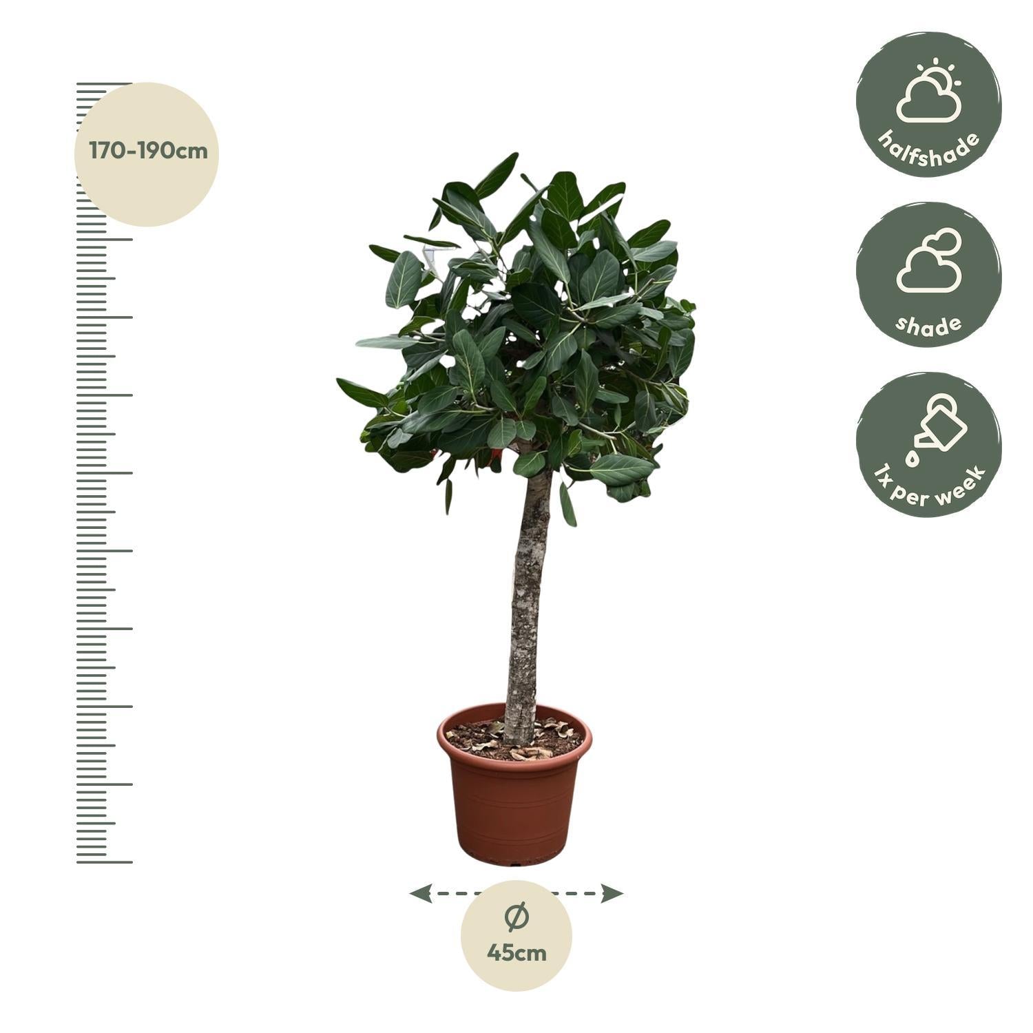 Indischer Banyanbaum Ficus Benghalensis baum - 180 cm - ø45