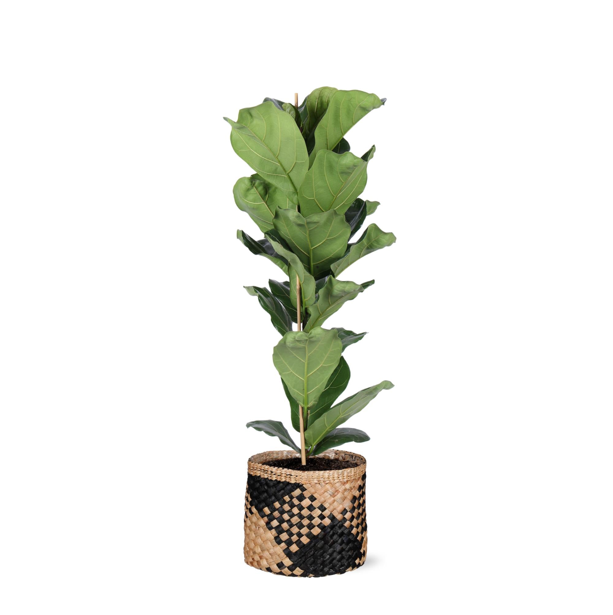 Geigenfeige - Ficus Lyrata - Ø21cm - ↕90cm in Albury schwarz print Korb