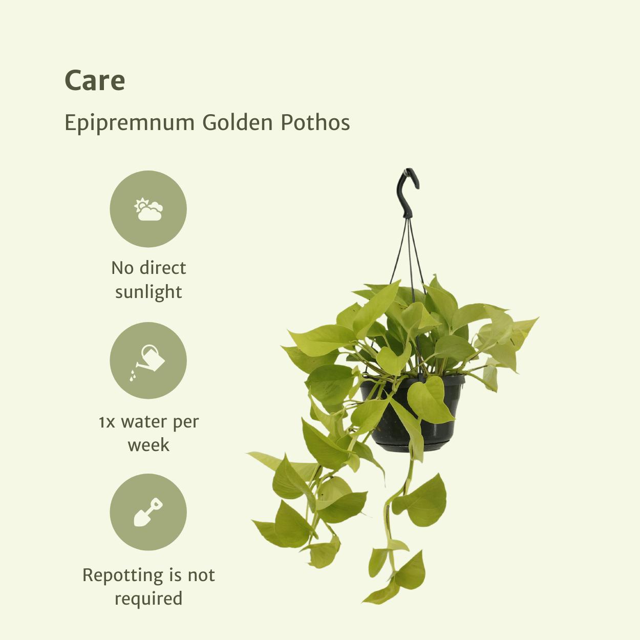 Epipremnum Gouden Pothos (Scindapsus) - 2 stuks - Ø15cm - ↕25cm