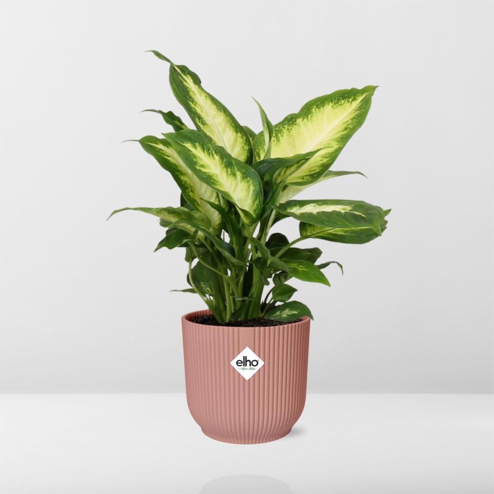 Dieffenbachia Camilla in ELHO Vibes Fold Topf 14cm rosa