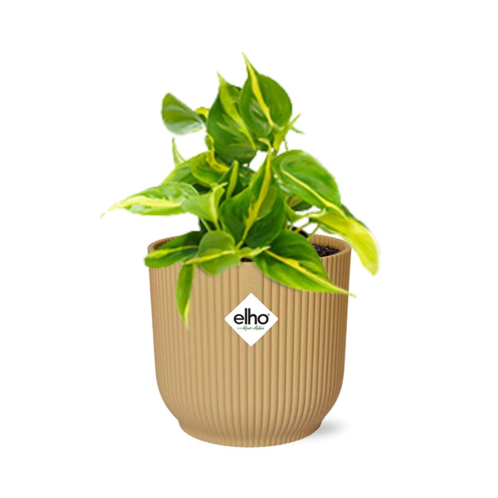 Herzblattphilodendron - Philodendron Scandens ‘Brasil’ in ELHO Vibes Fold 14cm geel Topf gelb