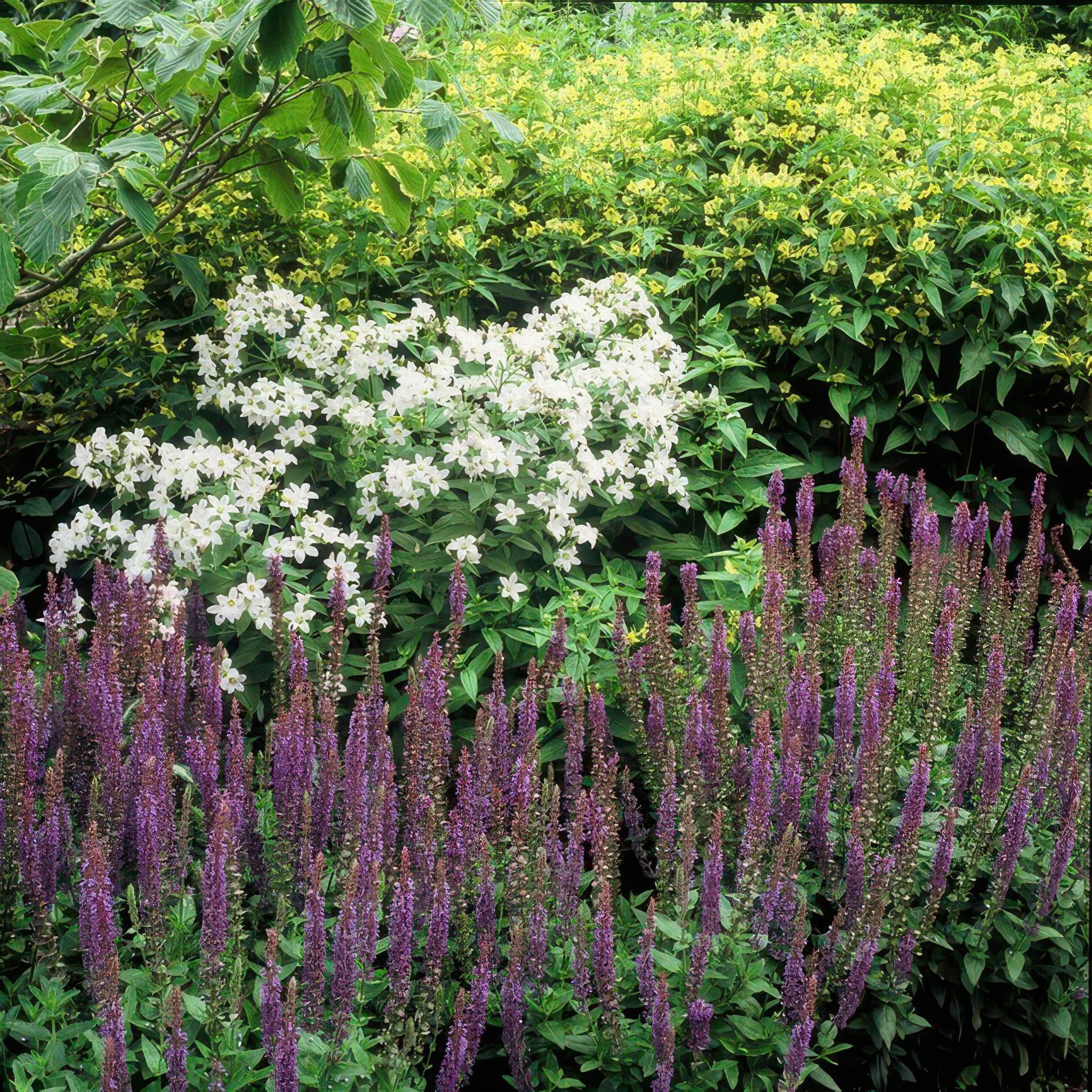 Blütensalbei - Salvia Nemorosa 'Ostfriesland' - ↕10-25cm - Ø9cm  - 20 Stück