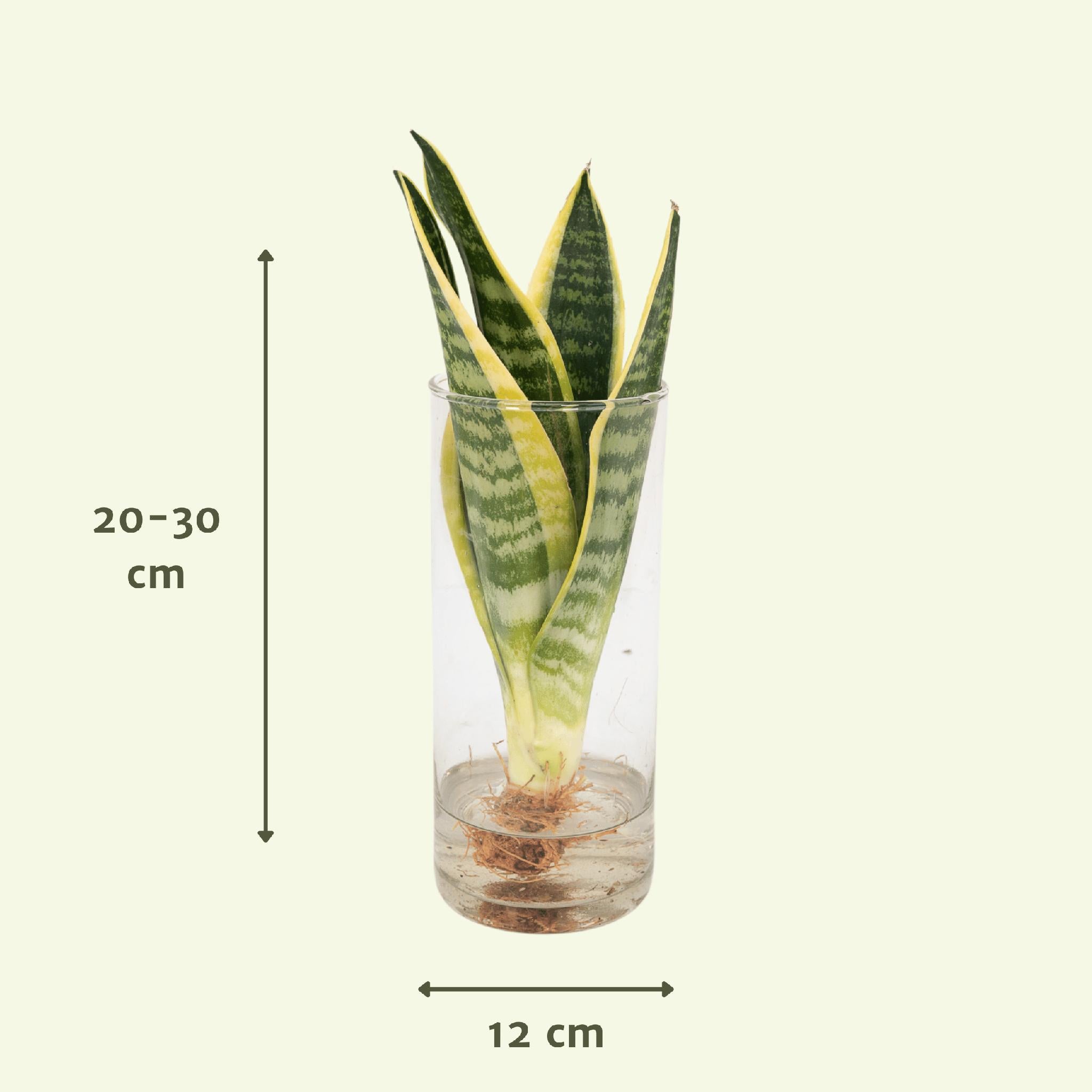 Schwiegermutterzunge - Sanseviera in Cylinder glas - Ø12cm - ↕30cm