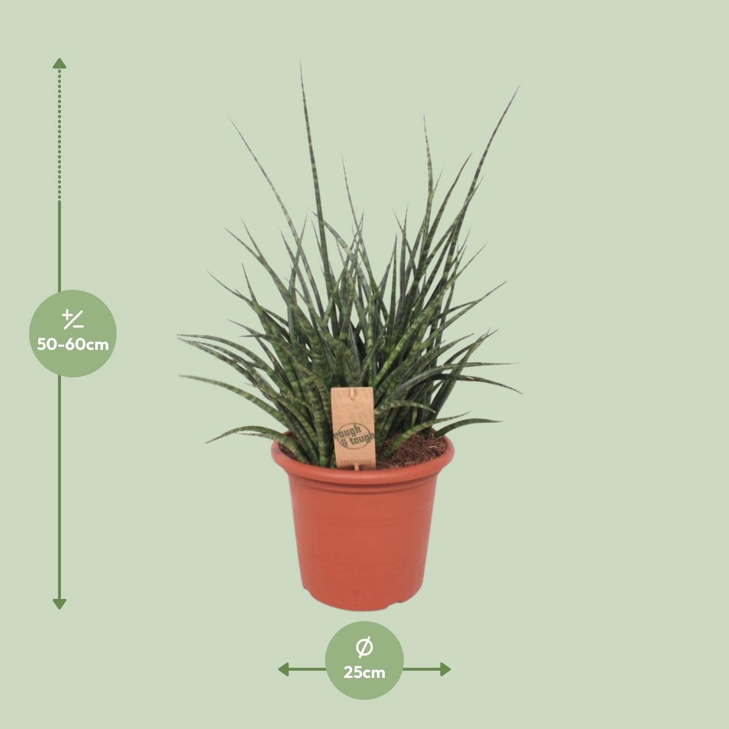 Sansevieria Fernwood Punk - Ø25cm - ↕60cm