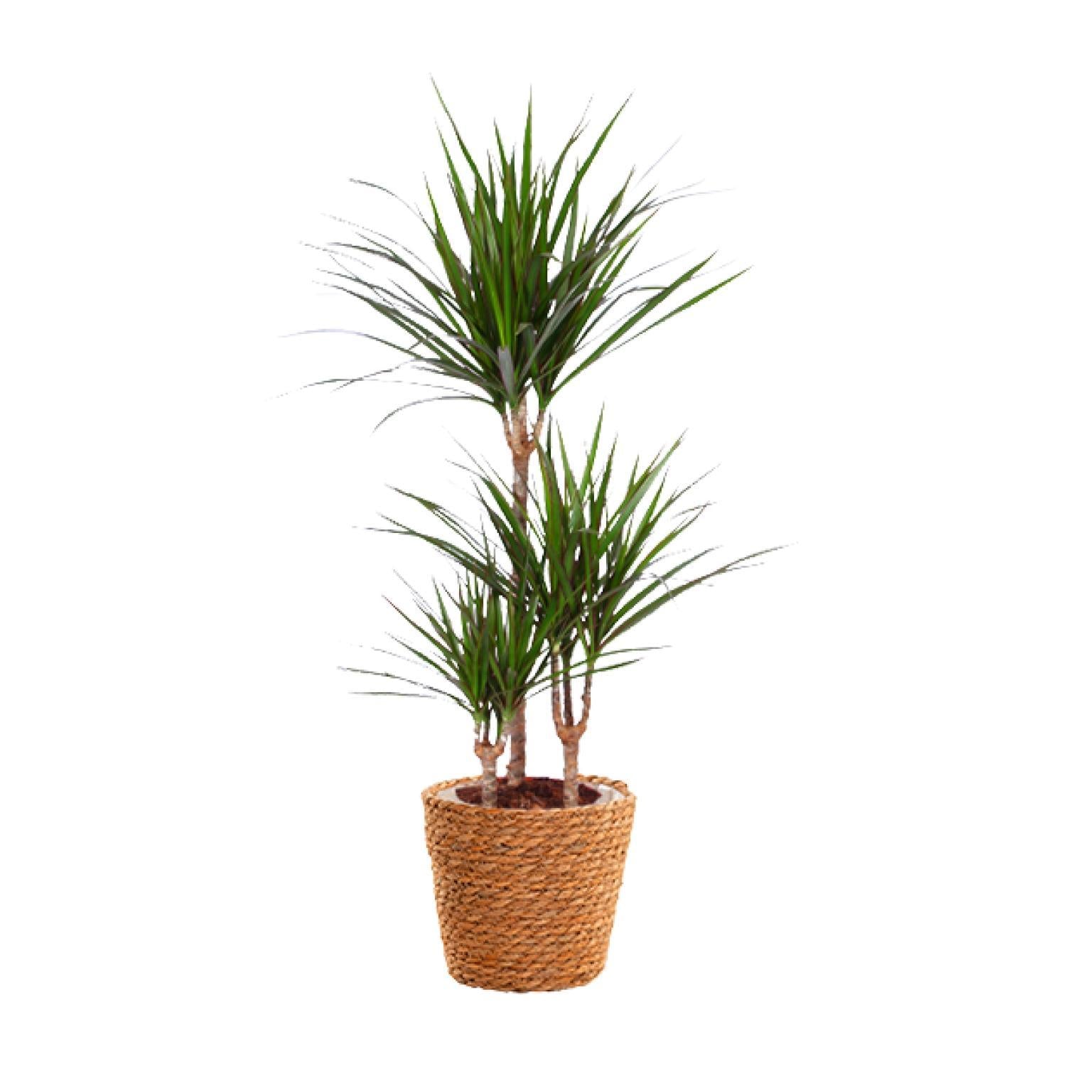 Drachenbaum - Dracaena Marginata - Ø21cm - ↕95cm Basket Korb Natur Beige