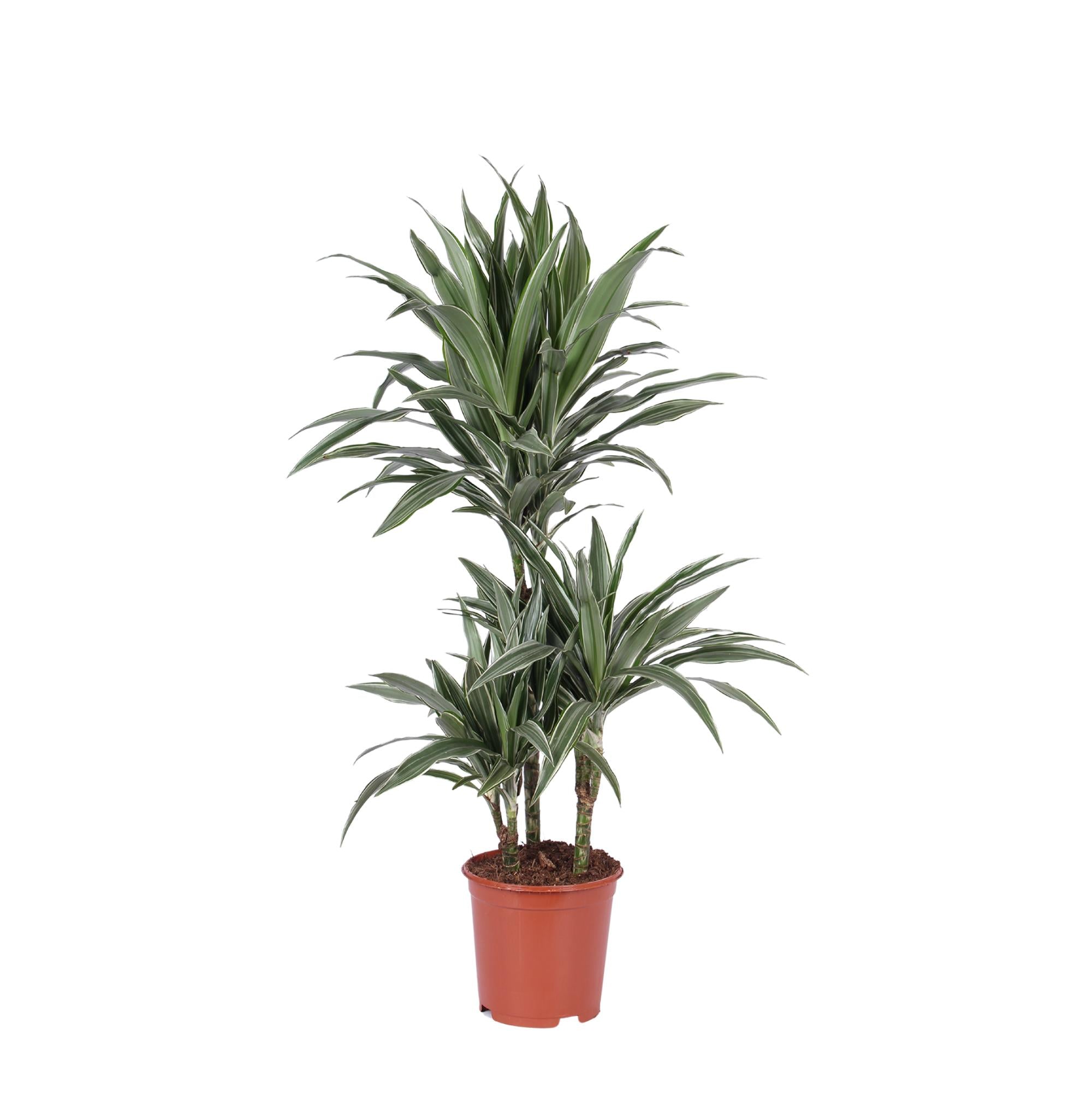 Drachenbaum Warneckei - Dracaena Warneckii Ø21cm - ↕65cm