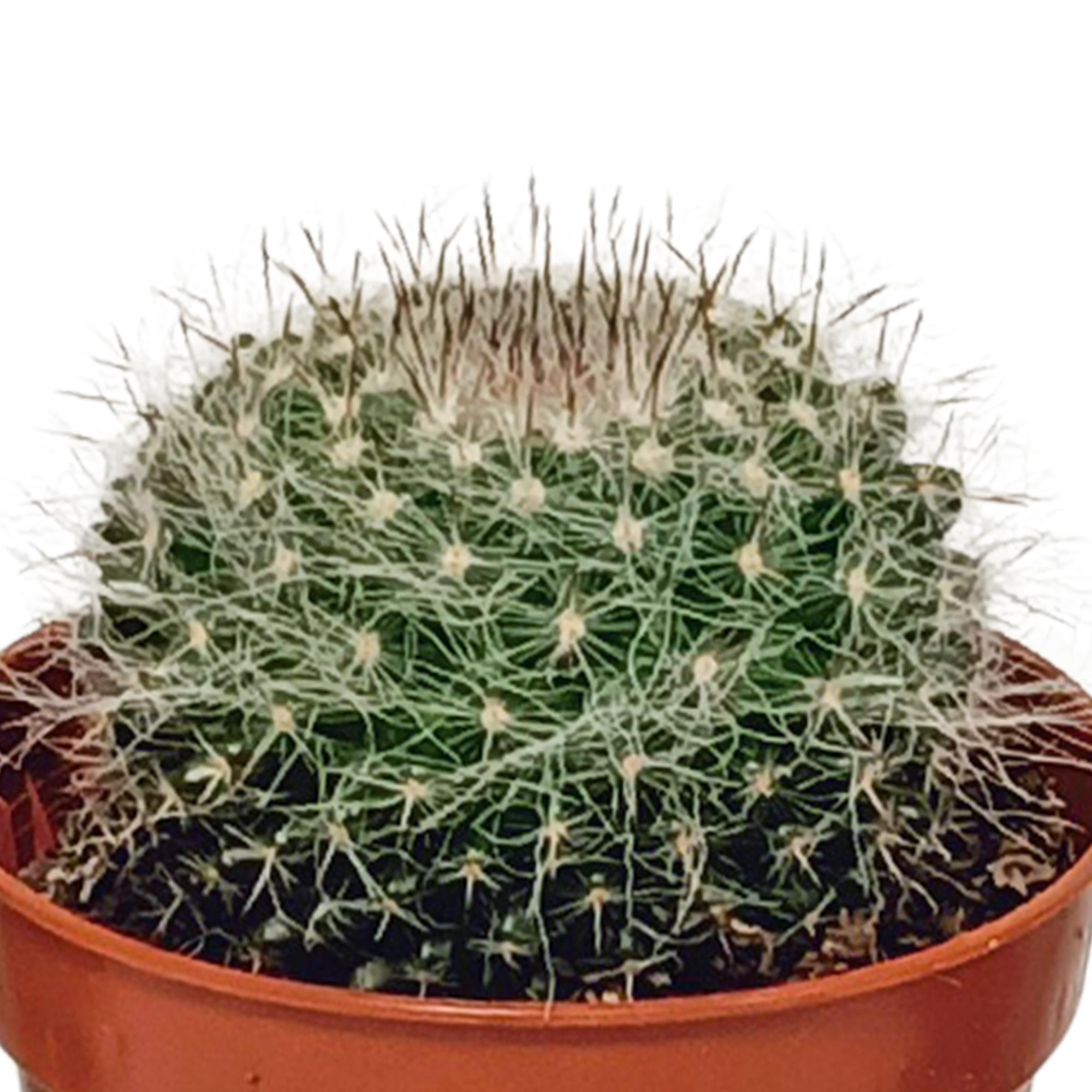 Cactusmix 5,5 cm - 10x - zonder pot