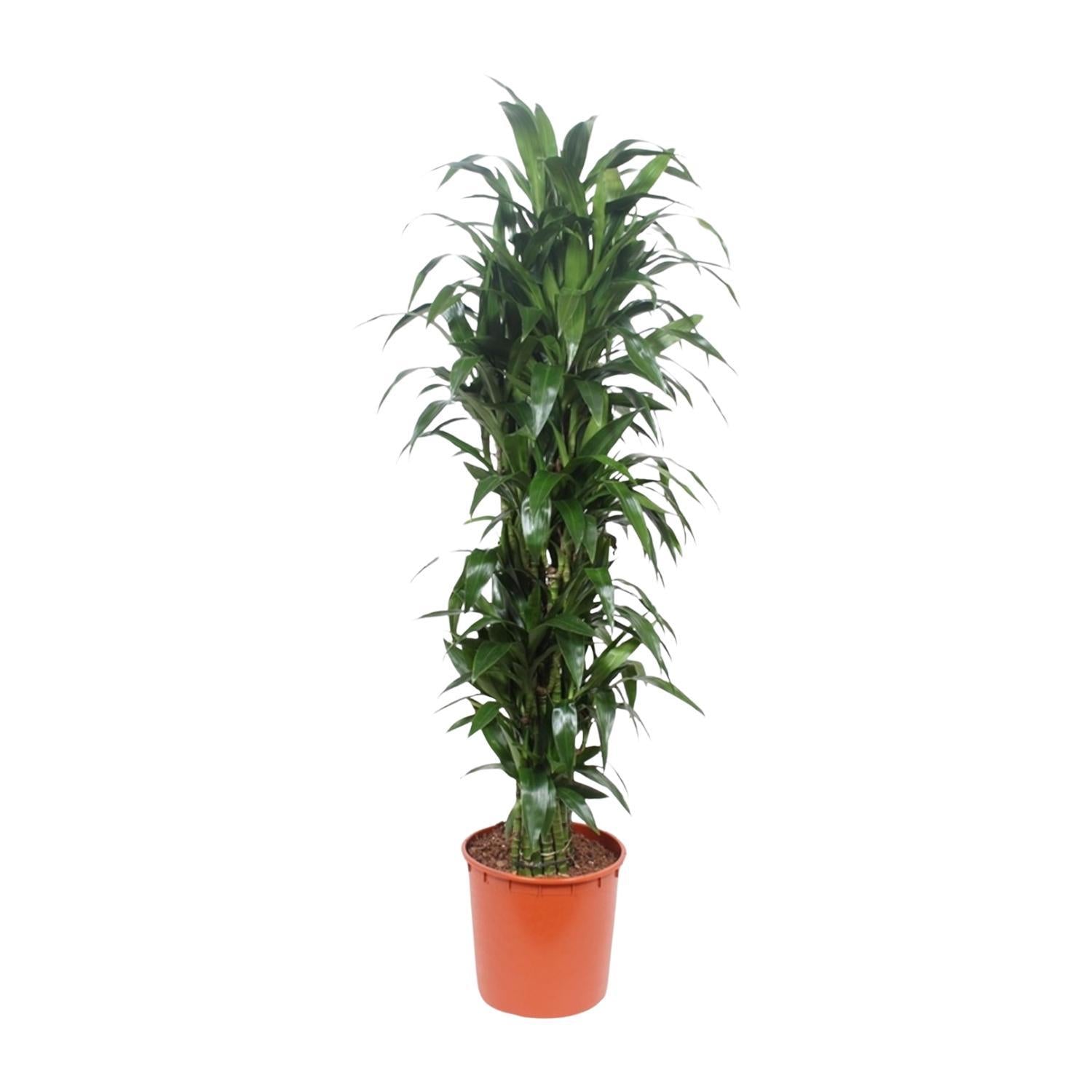 Drachenbaum Janet Craig - Dracaena Janet Craig - 170 cm - ø34