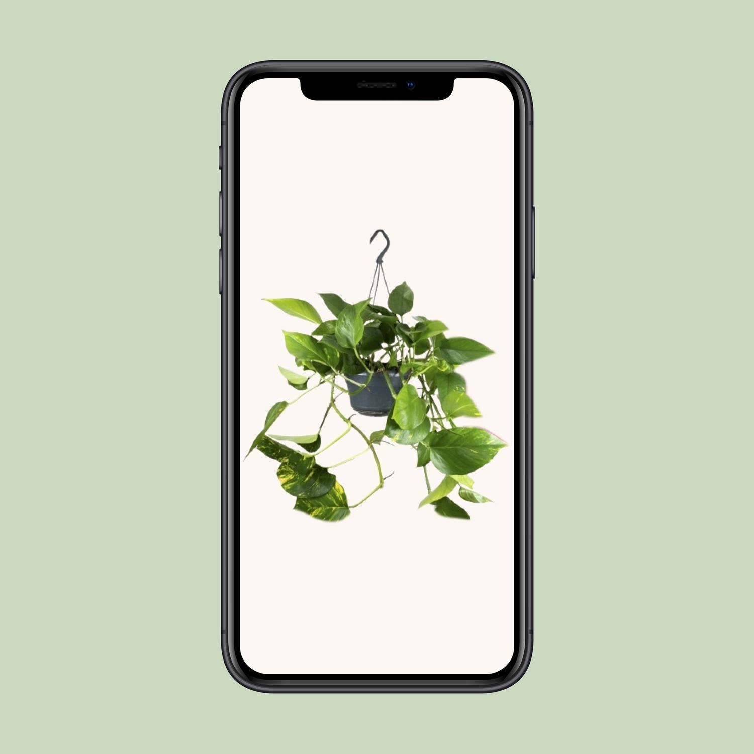 Efeutute - Epipremnum Aureum Mosstok - Ø15cm - ↕60cm mit Moosstock