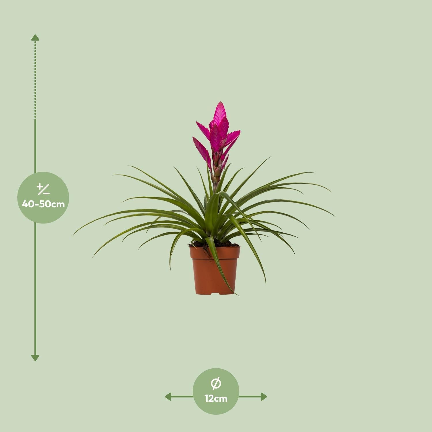 Bromelie - Tillandsia Amira - Ø12cm - ↕45cm