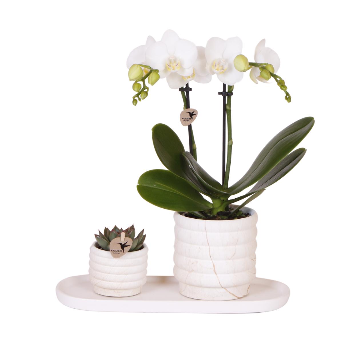 Orchideen Pflanzenset Slow Living Small - Weiße Phalaenopsis Orchidee Lausanne und Sukkulente inkl. Keramik-Zierpflanztöpfe auf weißem organischen Tablett