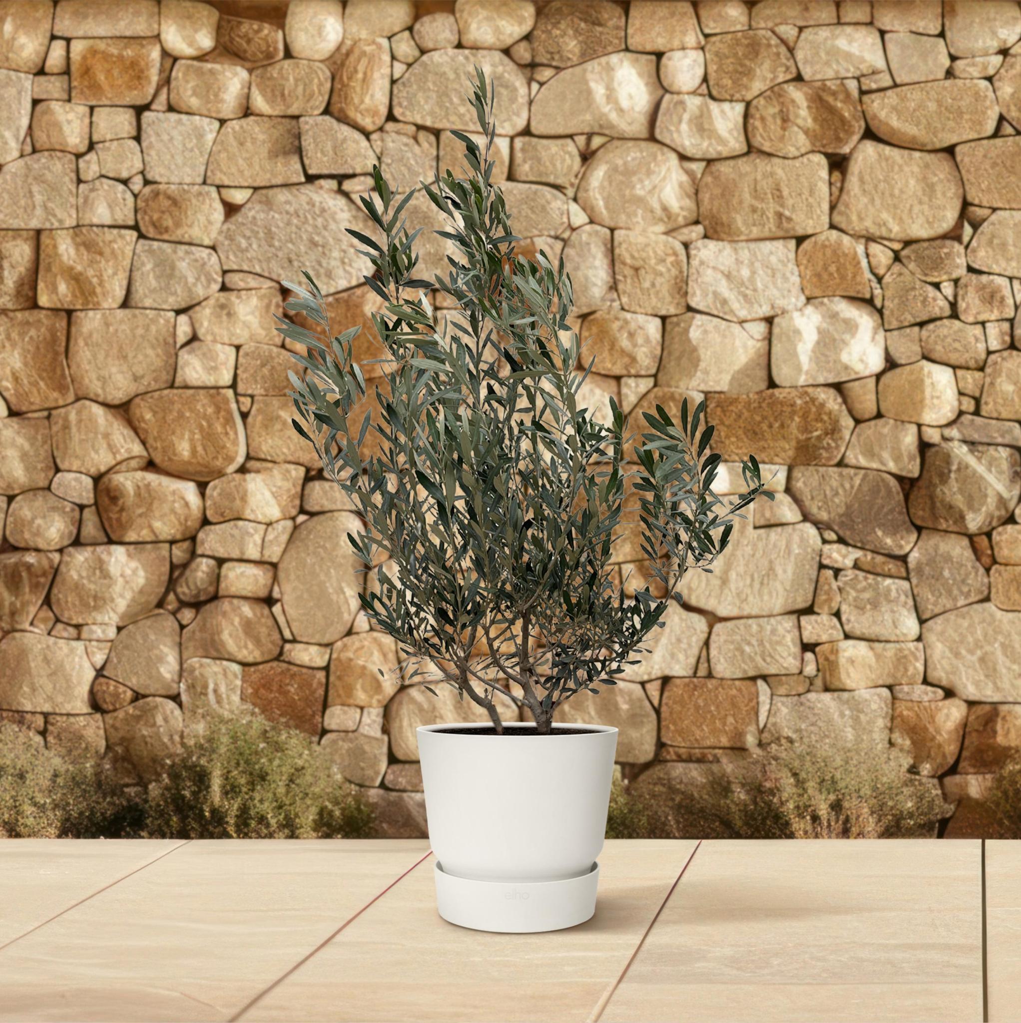 Olea Olive Europaea strauch - 100cm- Ø25