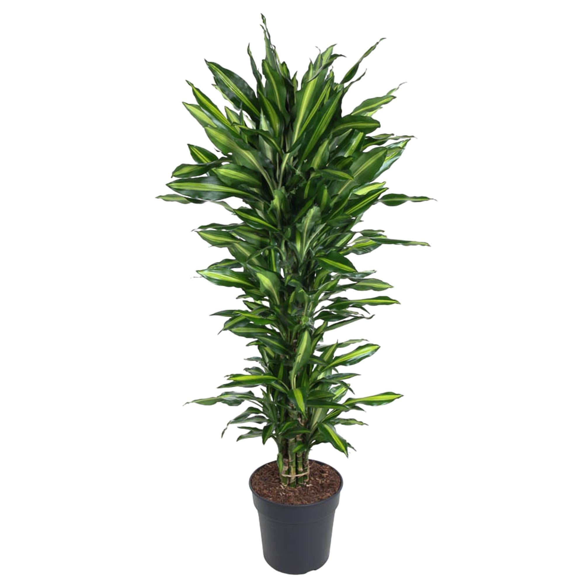 Drachenbaum Cintho - Dracaena Cintho verzweigt - 150 cm - ø31