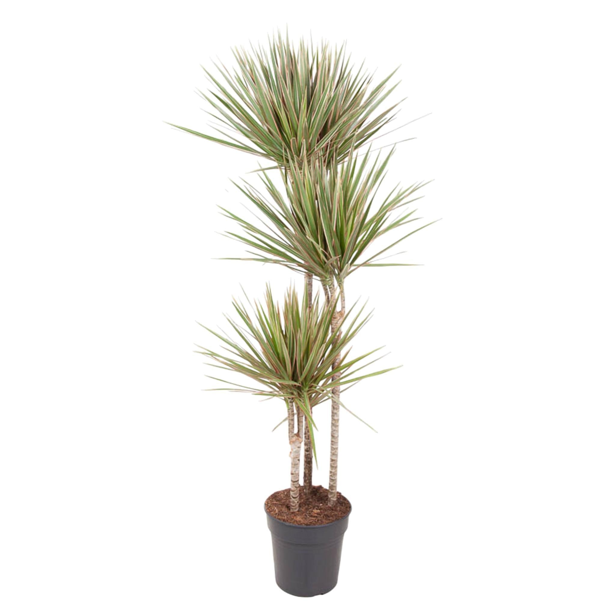 Drachenbaum Bicolor - Dracaena Bicolor   150 cm - ø24