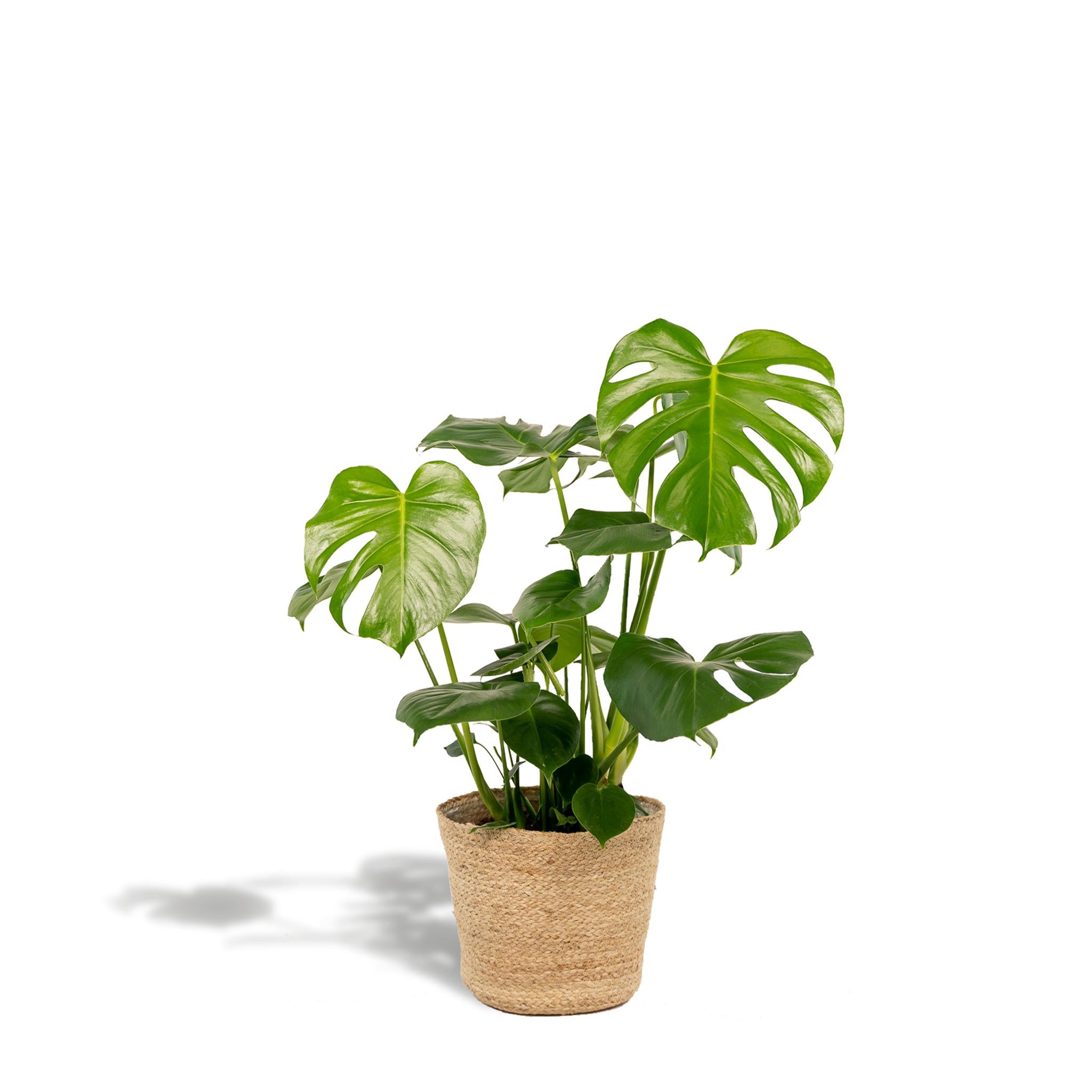 Schweizer Käsepflanze - Monstera Deliciosa + Körbchen Selin - ↨80cm - Ø21cm