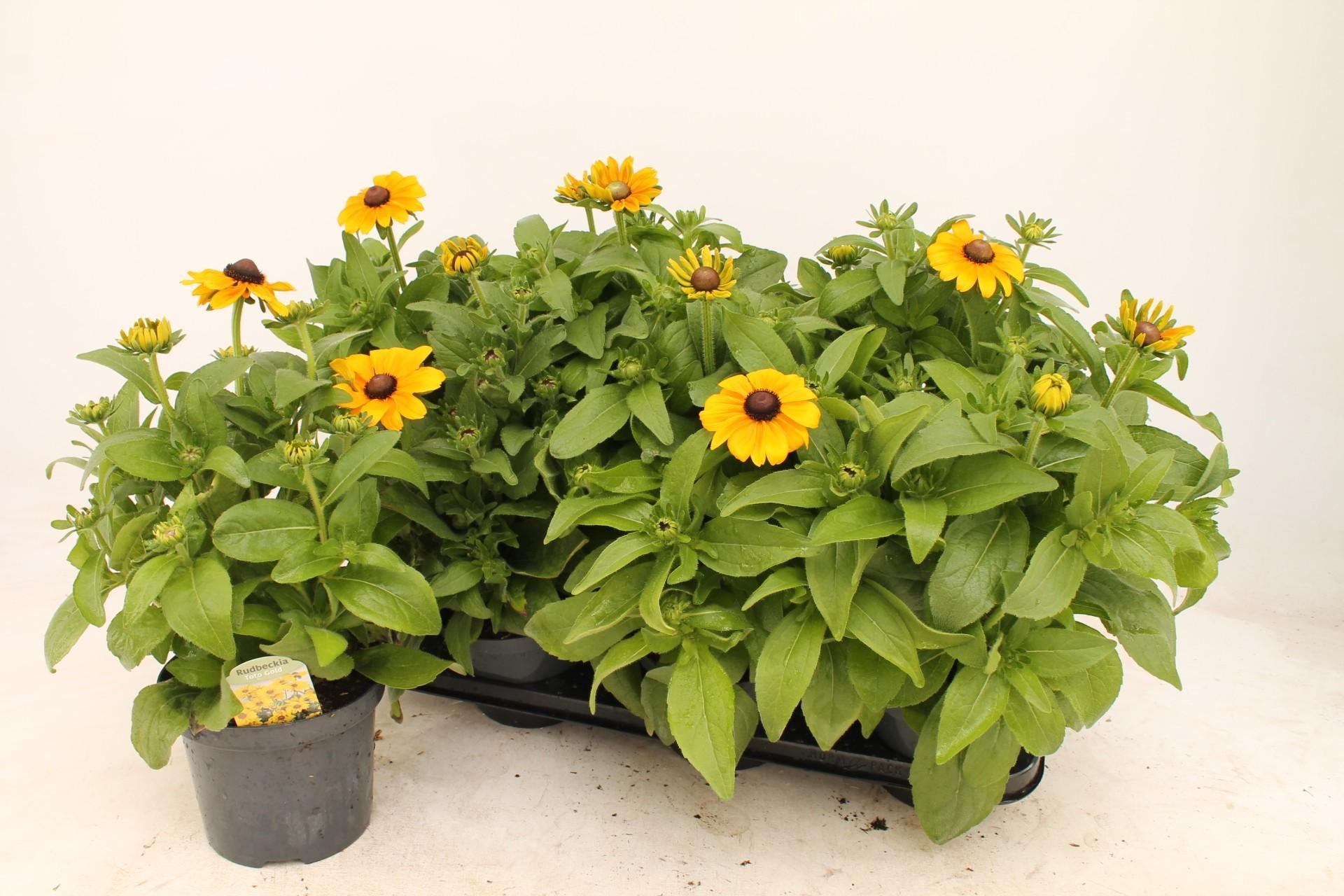 Rudbeckia - Ø15cm - ↕35cm