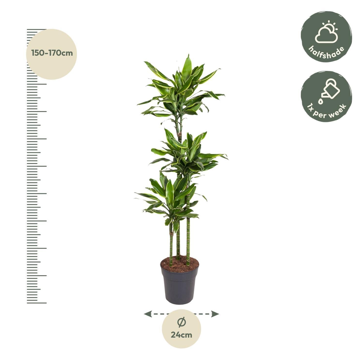 Drachenbaum Golden Coast - Dracaena Golden Coast - 160 cm - ø24