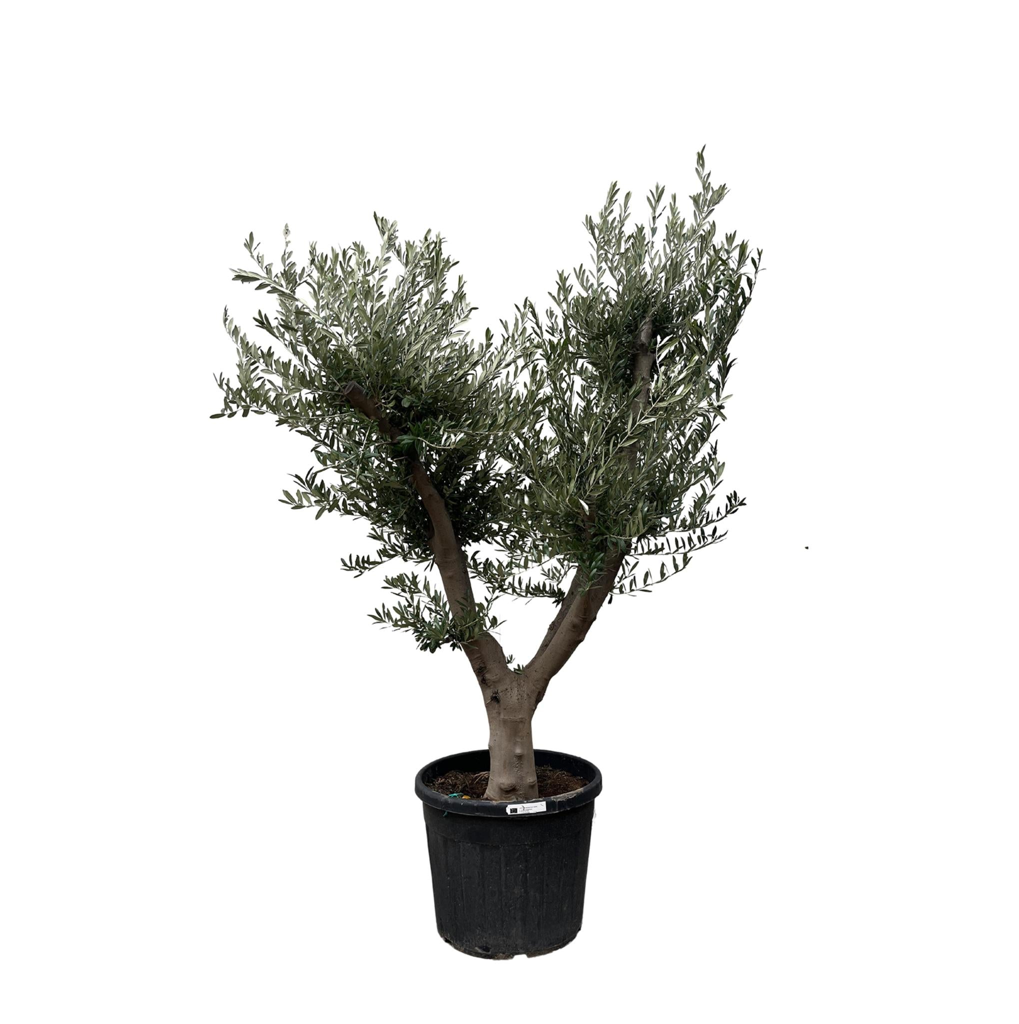 Olea Olive Europaea Cultivo - 225cm- Ø60