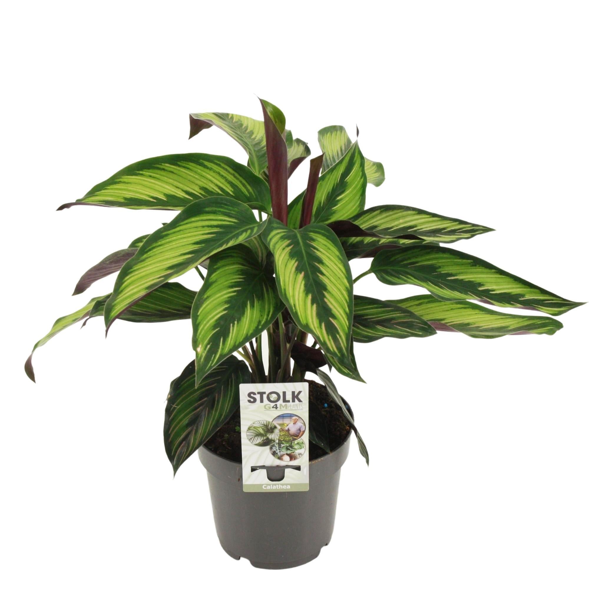 Calathea Majestica Princeps - Korbmarante - Ø14cm - ↕45cm