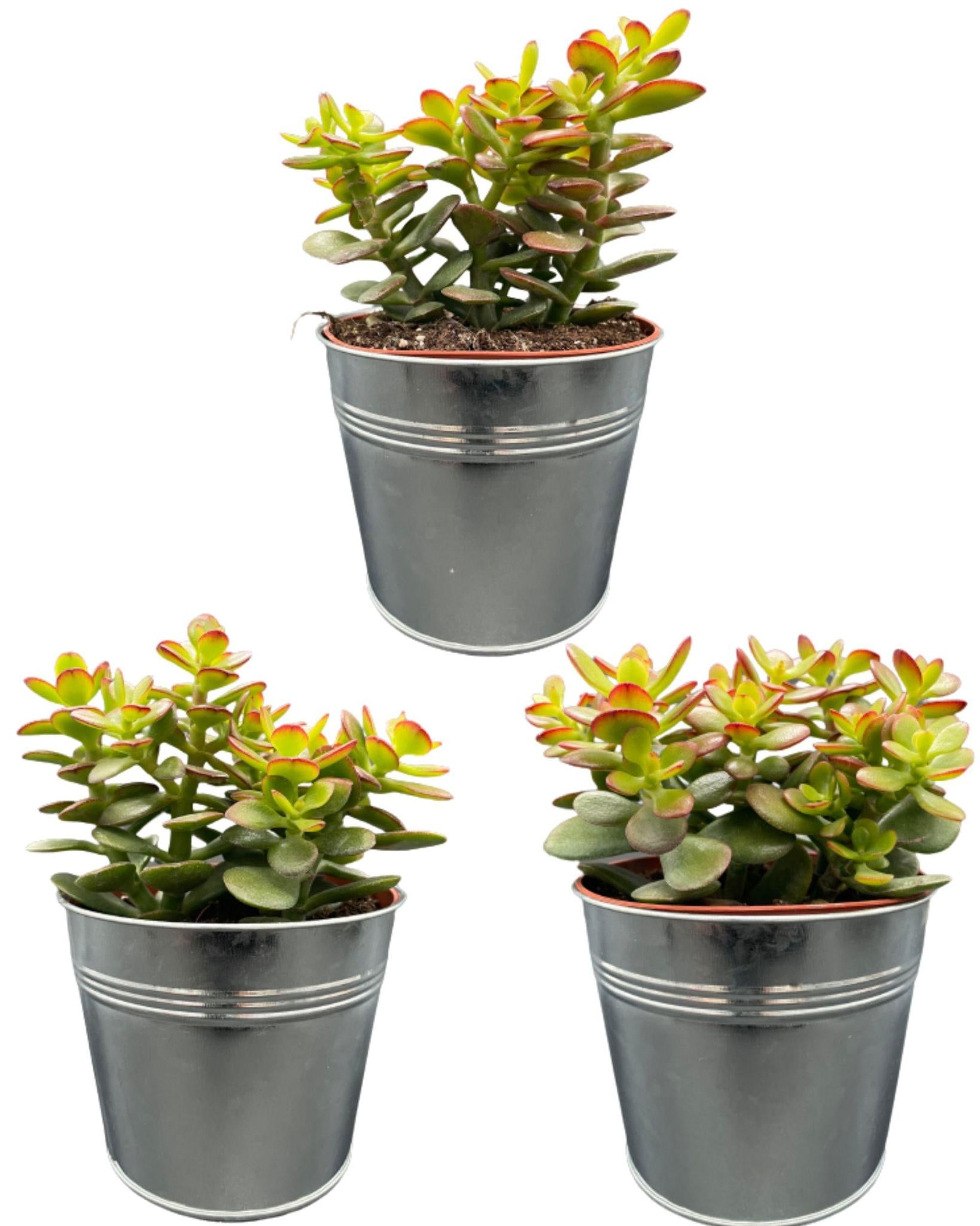 Gummibaum - Crassula Minor - 12cmØ- 15-20cm im Zink Topf   3 Stück