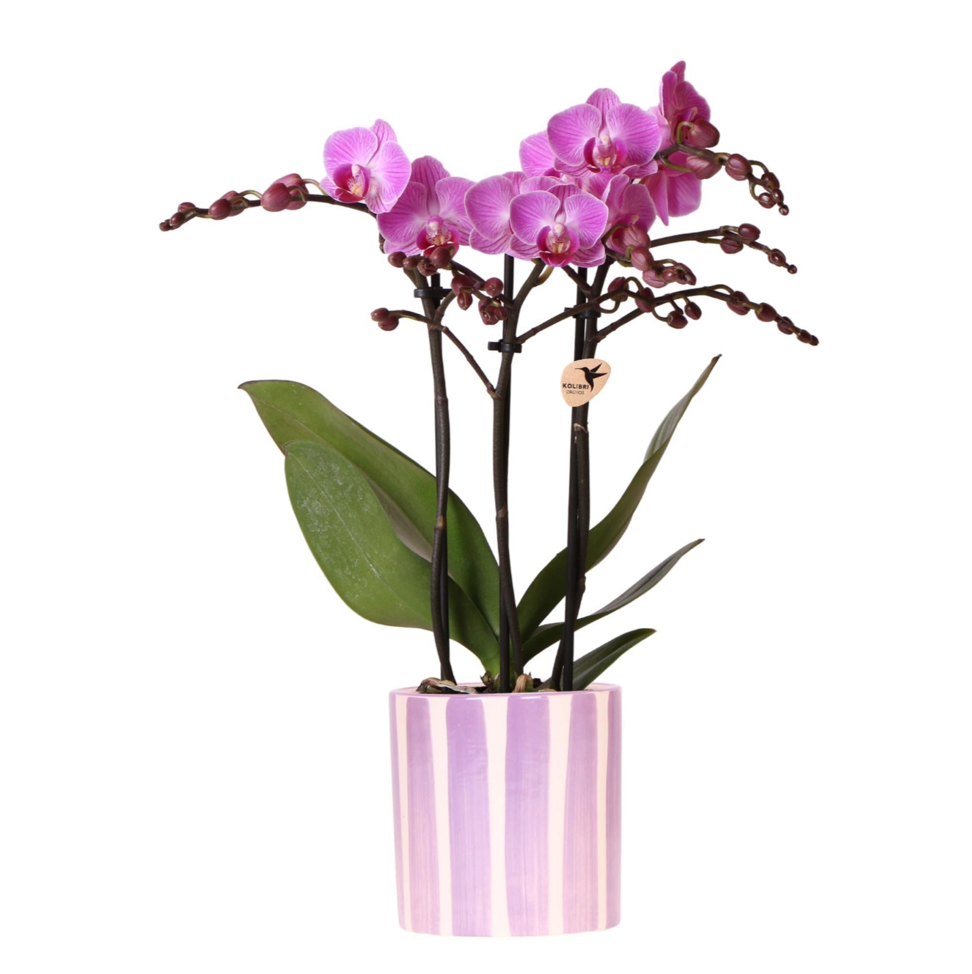 Kolibrie-orchideeën | Paarse Phalaenopsis Orchidee Wenen + Painted Stripe Pot Paars - Potmaat Ø9cm | Bloeiende kamerplant - Vers van de kweker