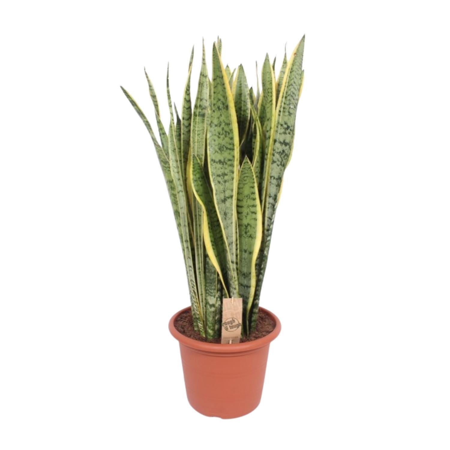 Sansevieria Trifasciata Laurentii - Ø30cm - ↕95cm