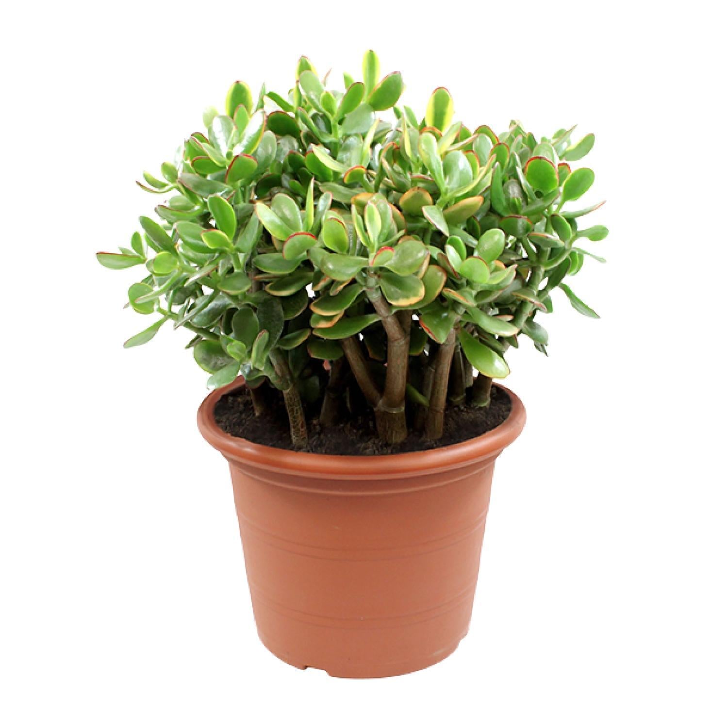 Gummibaum - Crassula Sunset - Goldene Jade, Geldbaum - Ø30cm - ↕50cm