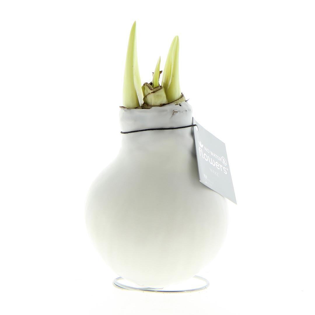 No Water Flowers® (wax amaryllis) | Waxz® Colours - White + White flower