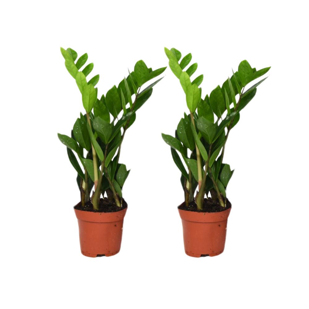 Zamioculcas Zamiifolia - 2 stuks - ø12cm - ↕40cm