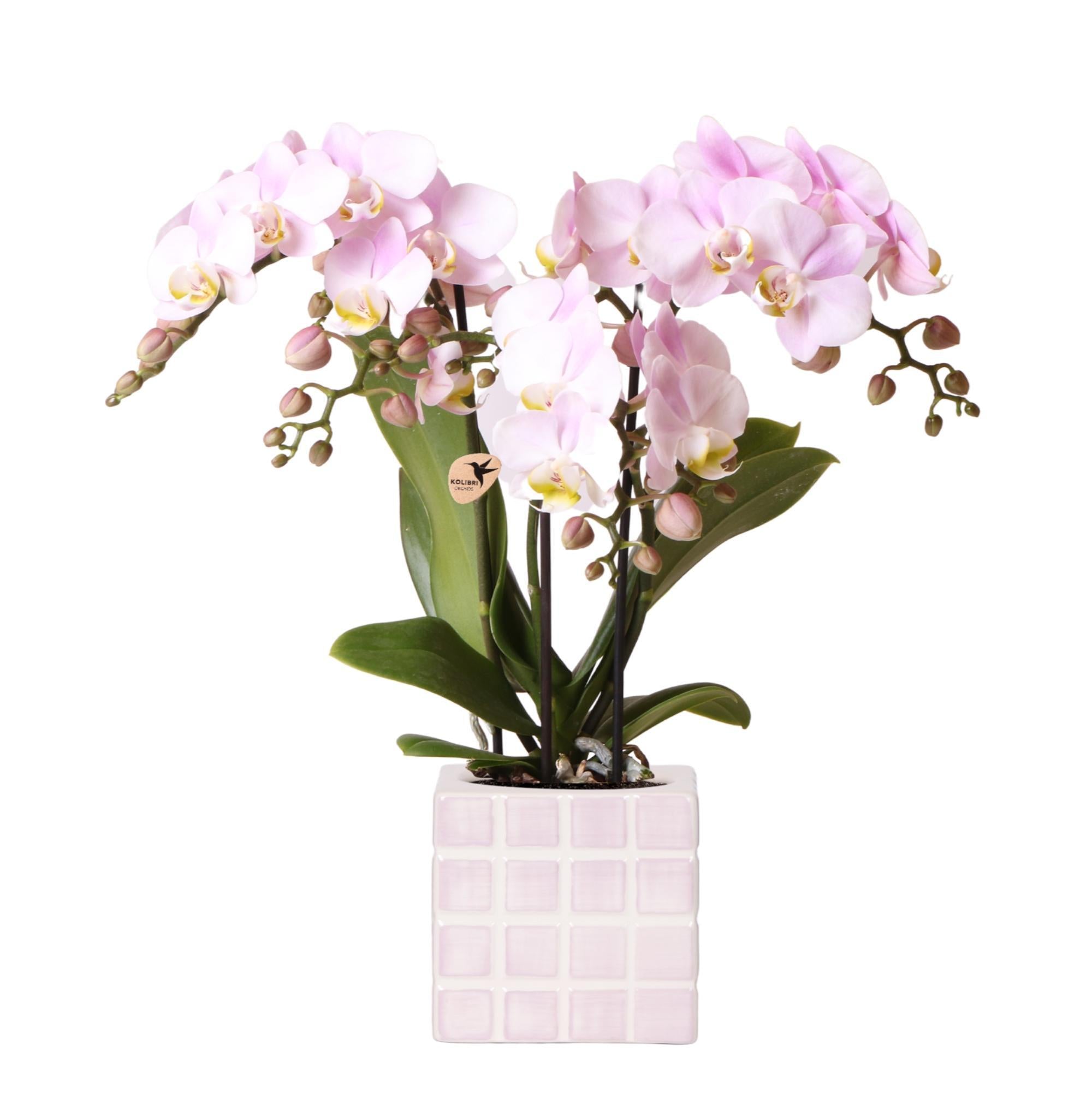 Orchidee Rosa Phalaenopsis Orchidee Portugal + Mosa Ziertopf Rosa - Topfgröße Ø9cm | Blühende Zimmerpflanze - Frisch vom Züchter