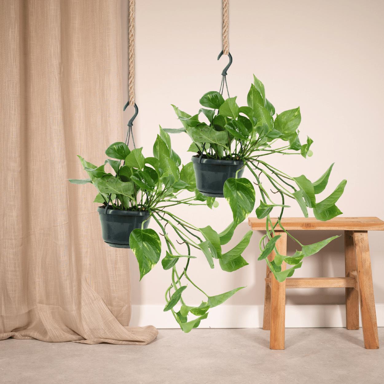 Efeutute Set - Epipremnum Aureum - Scindapsus - 25cm - ø15   2 Stück