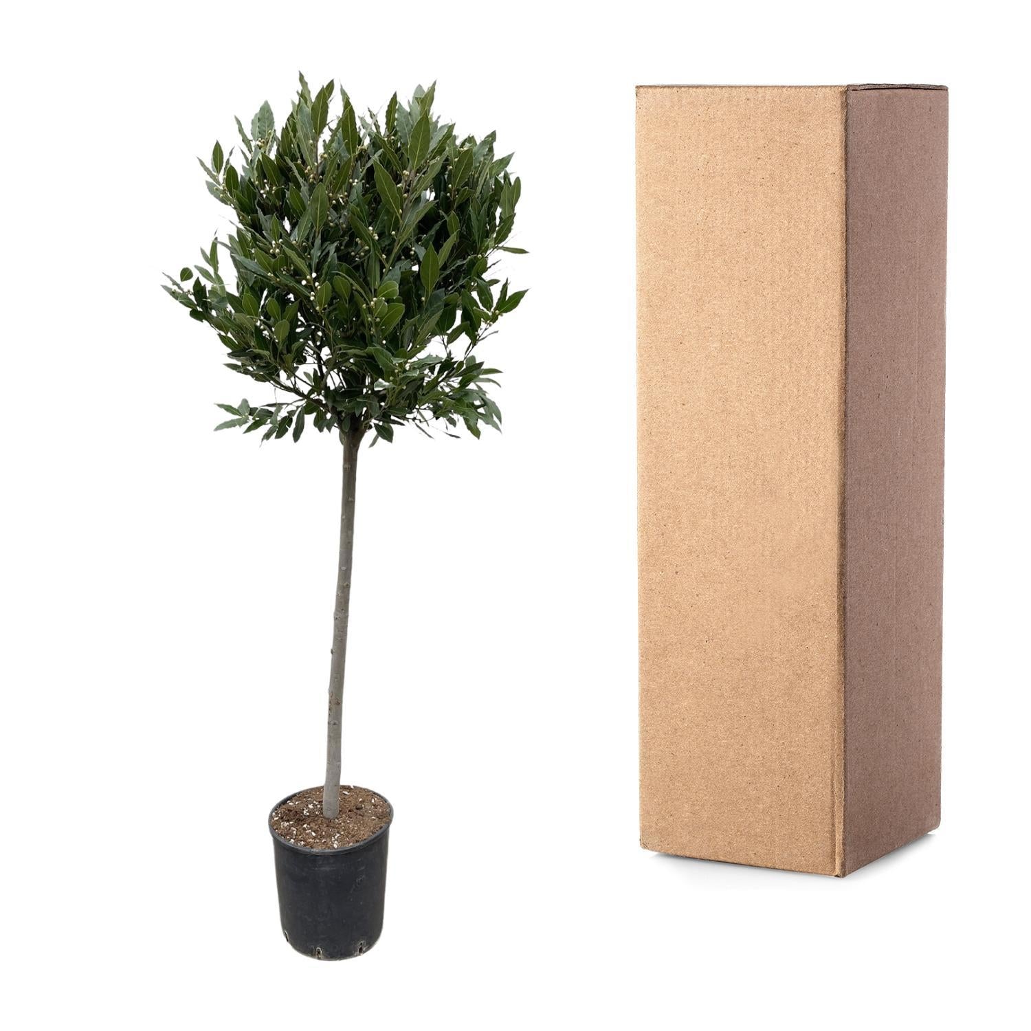 Laurus Nobilis Stamm – 210 cm – ø40