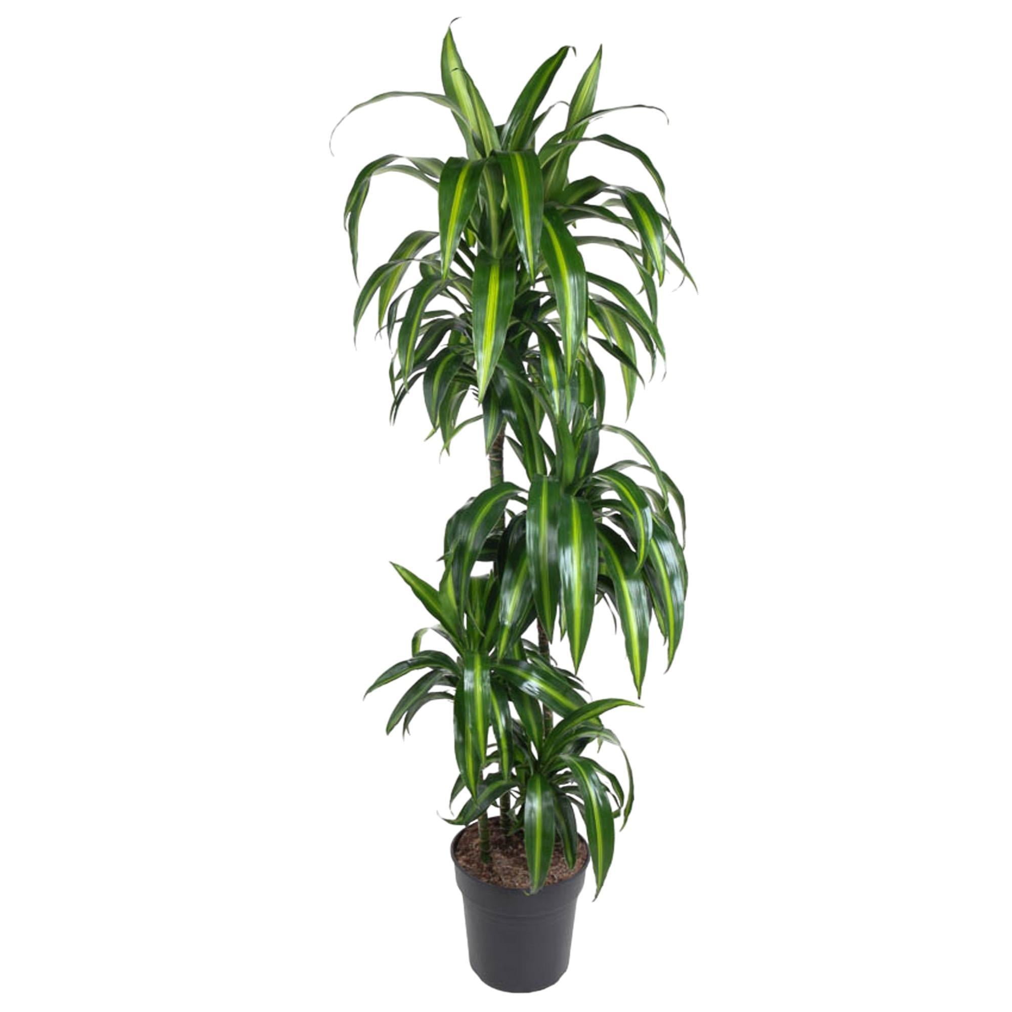 Drachenbaum Hawai auch hawaiianische Ti-Pflanze - Dracaena Hawaiiana - 160 cm - ø24