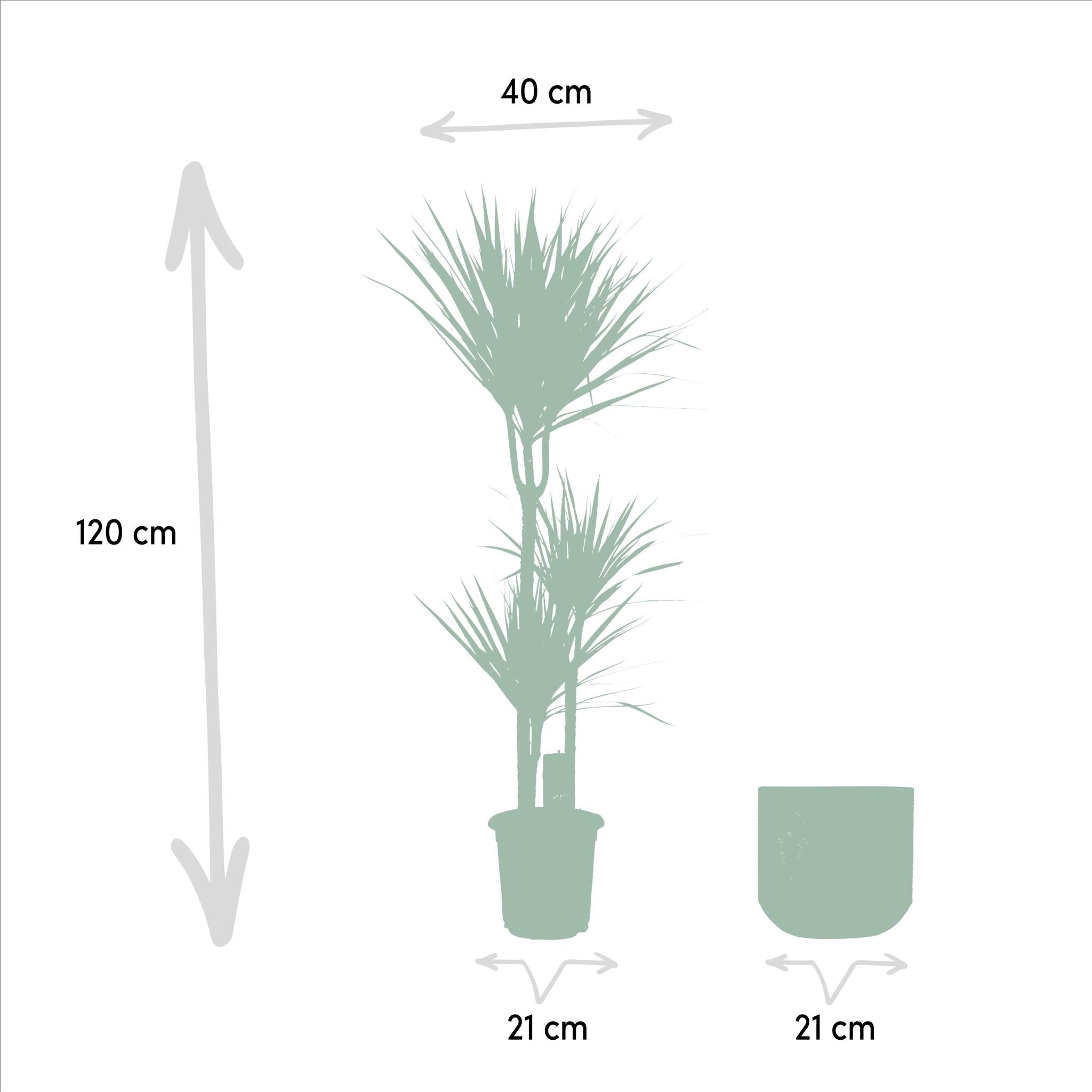 Drachenbaum - Dracaena mit Topf - ↨120cm - Ø21cm