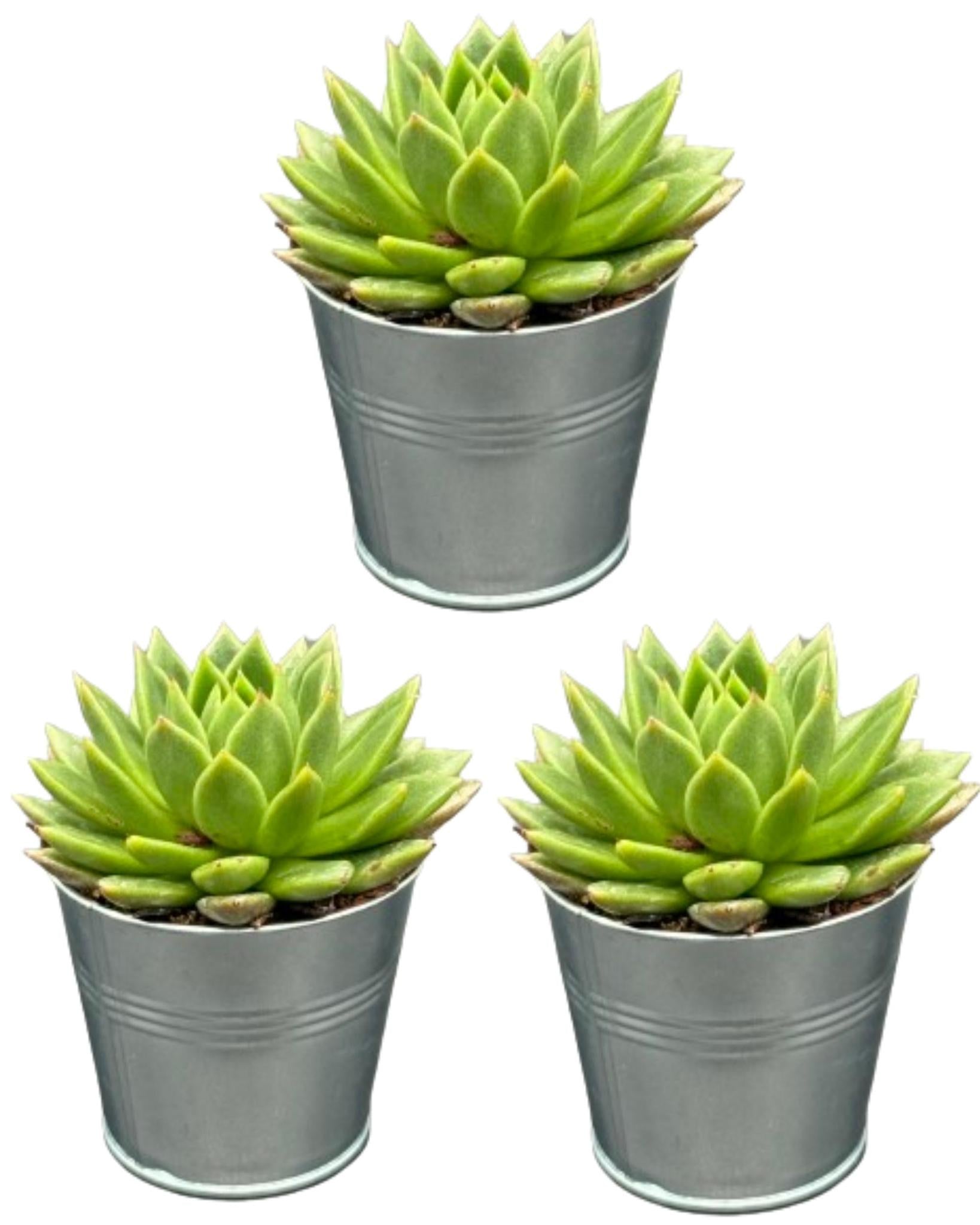 Sukkulenten Set - Echeveria Agavoides - 8.5cm Ø - 9-14cm - im Zink Topf   3 Stück