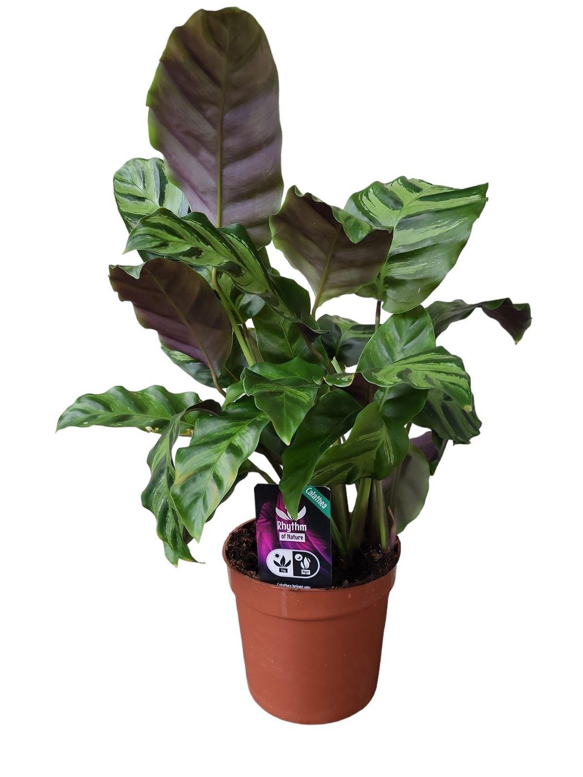 Calathea Greenstar - Korbmarante - 40 cm - Ø12cm