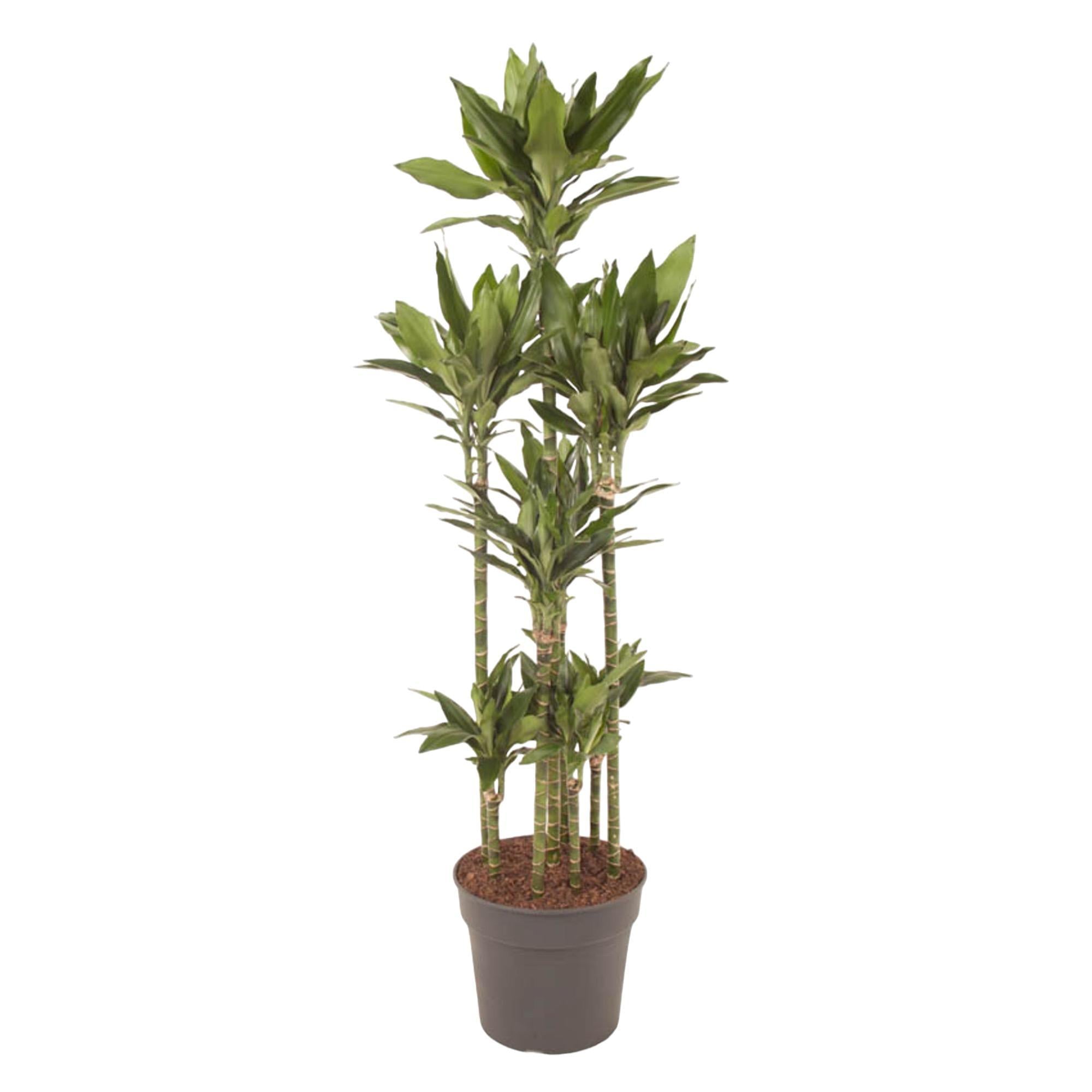 Drachenbaum Janet Lind - Dracaena Janet Lind Carrousel - 170 cm - ø34