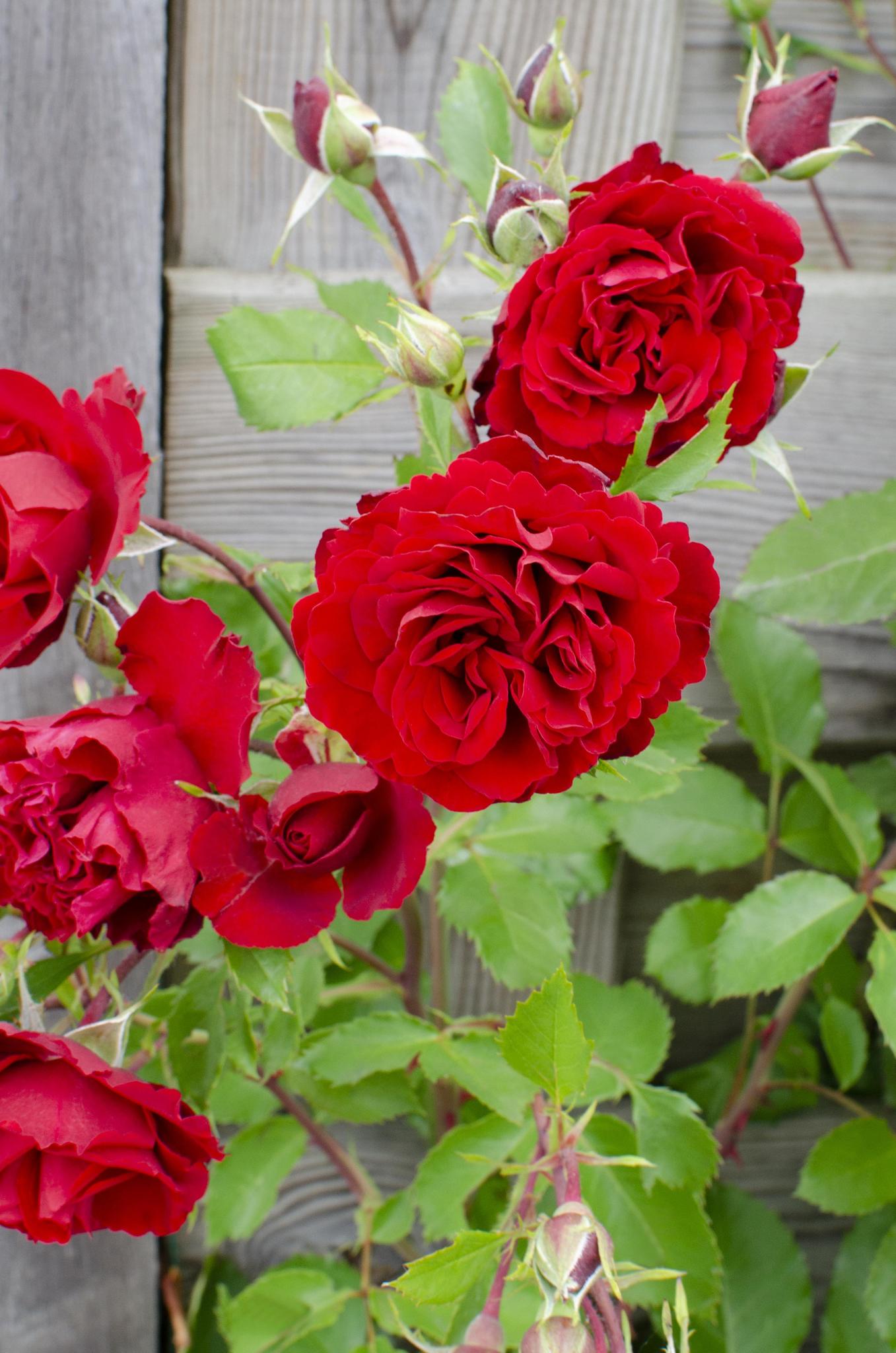 Rose Crazy in love 'Red' - ↨65cm - Ø15 Rote Rose  3 Stück  Kletterrose