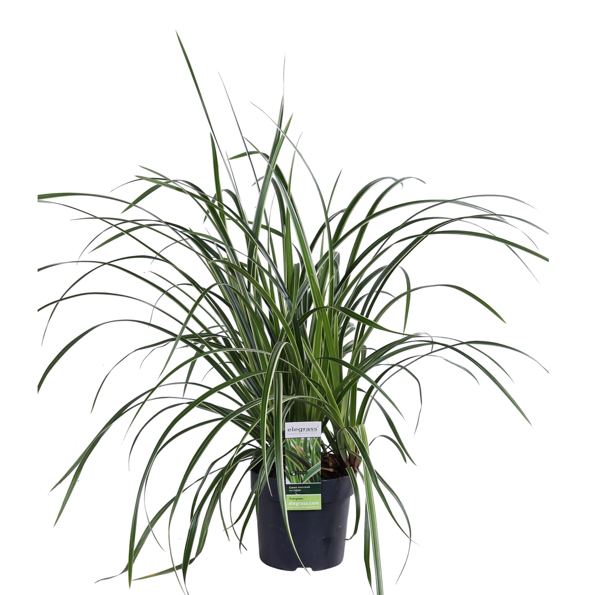 Ziergras - Carex morrowii 'Ice Dance' - ↨30cm - Ø14    3 Stück