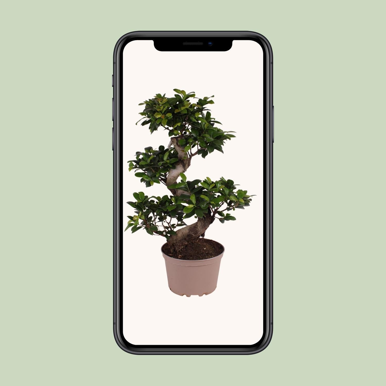 Ficus microcarpa Ginseng - Ø22cm - ↕70cm