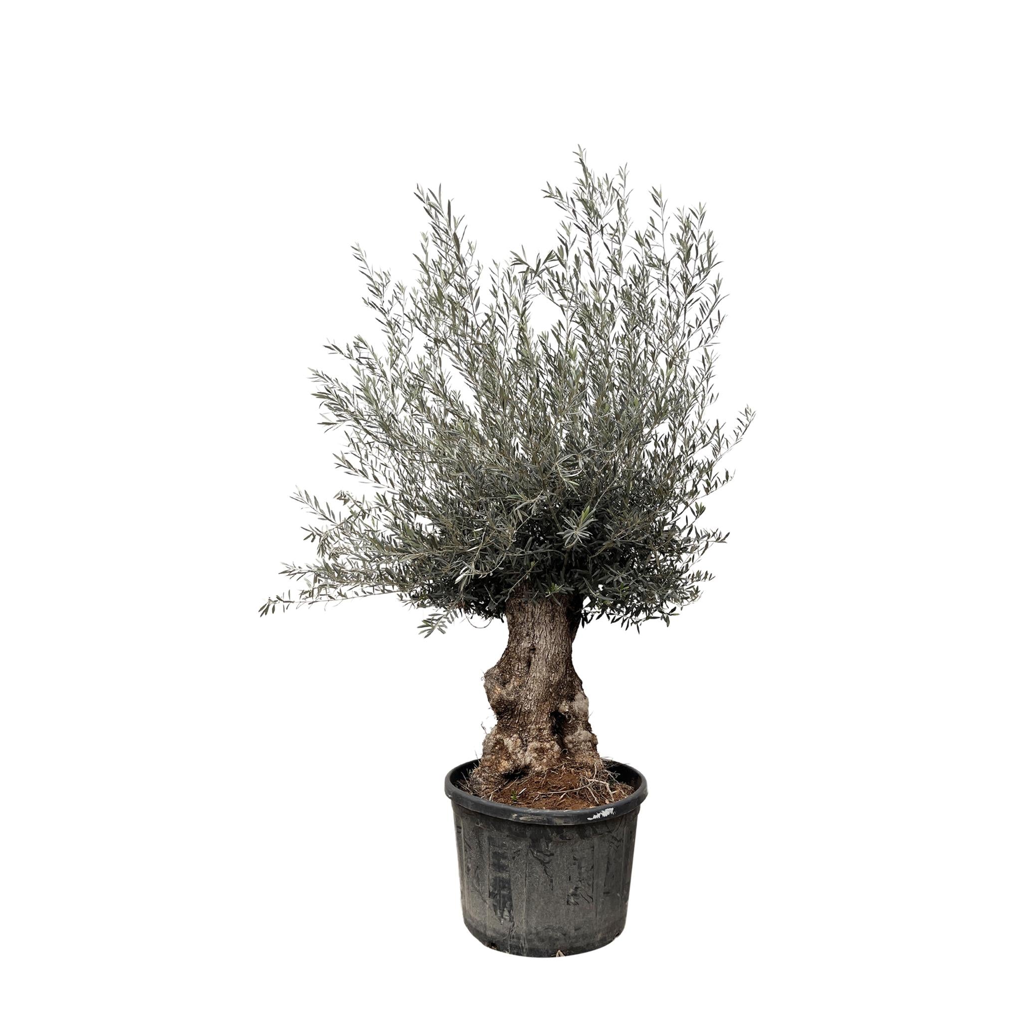 Olea Olive Europaea Bonsai - 225cm- Ø80