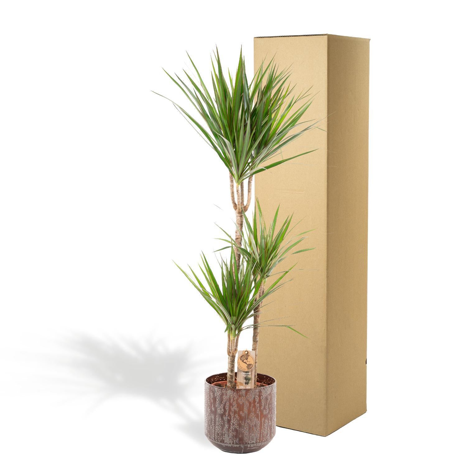 Drachenbaum - Dracaena mit Topf - ↨120cm - Ø21cm