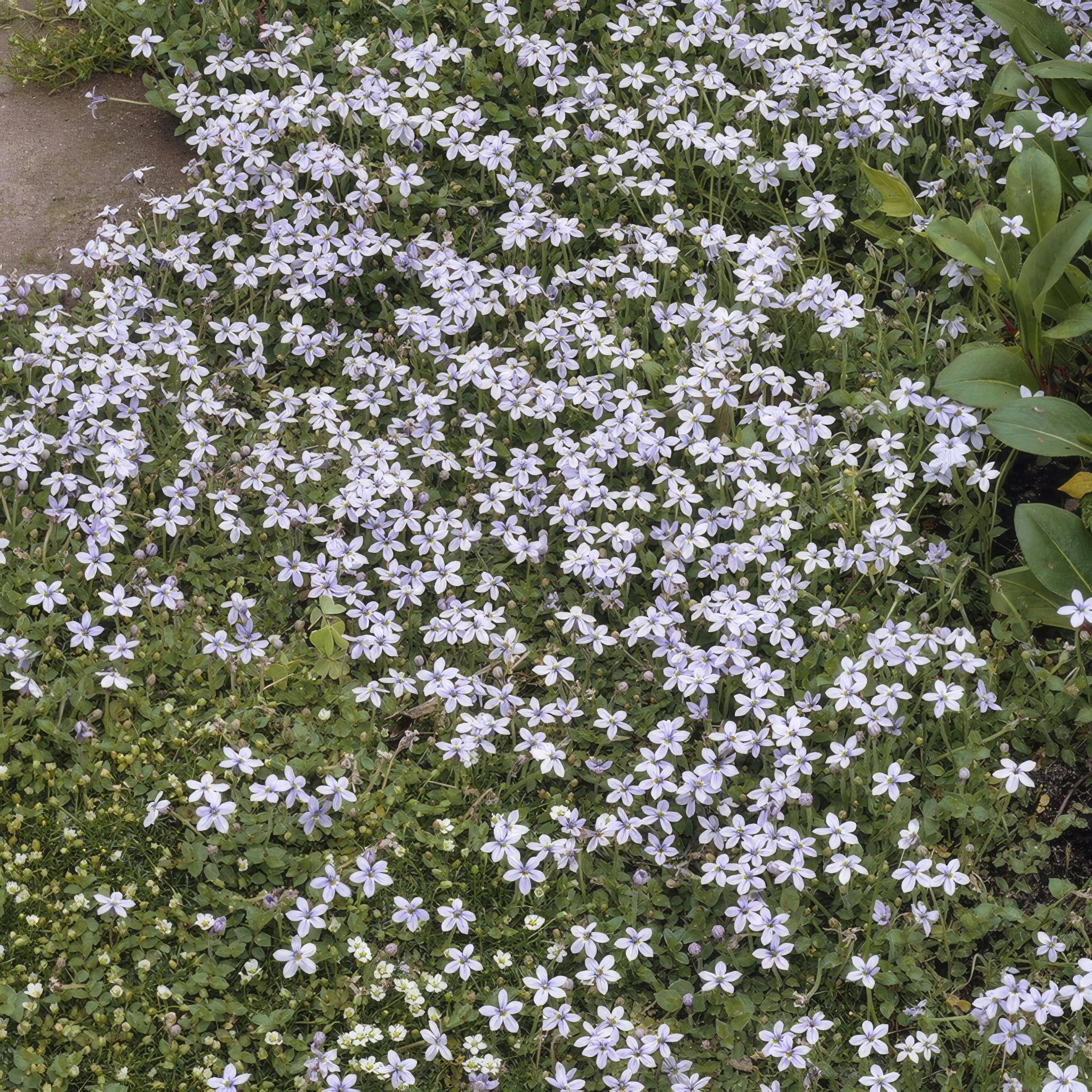 Isotoma fluviatilis - ↕25cm - Ø9cm - 12x